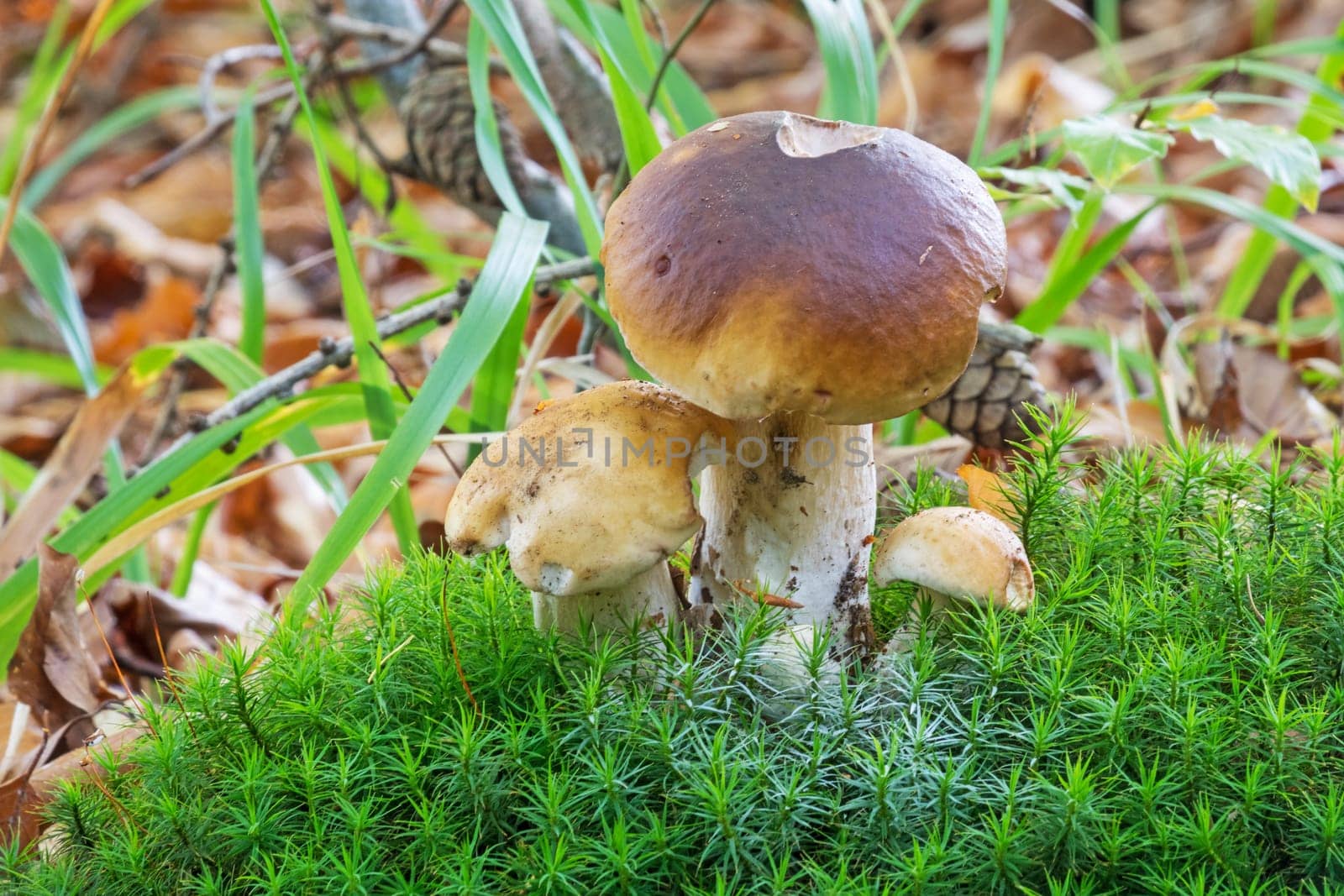 Porcini mushroom in the forest,close-up of the noble mushroom in autumn