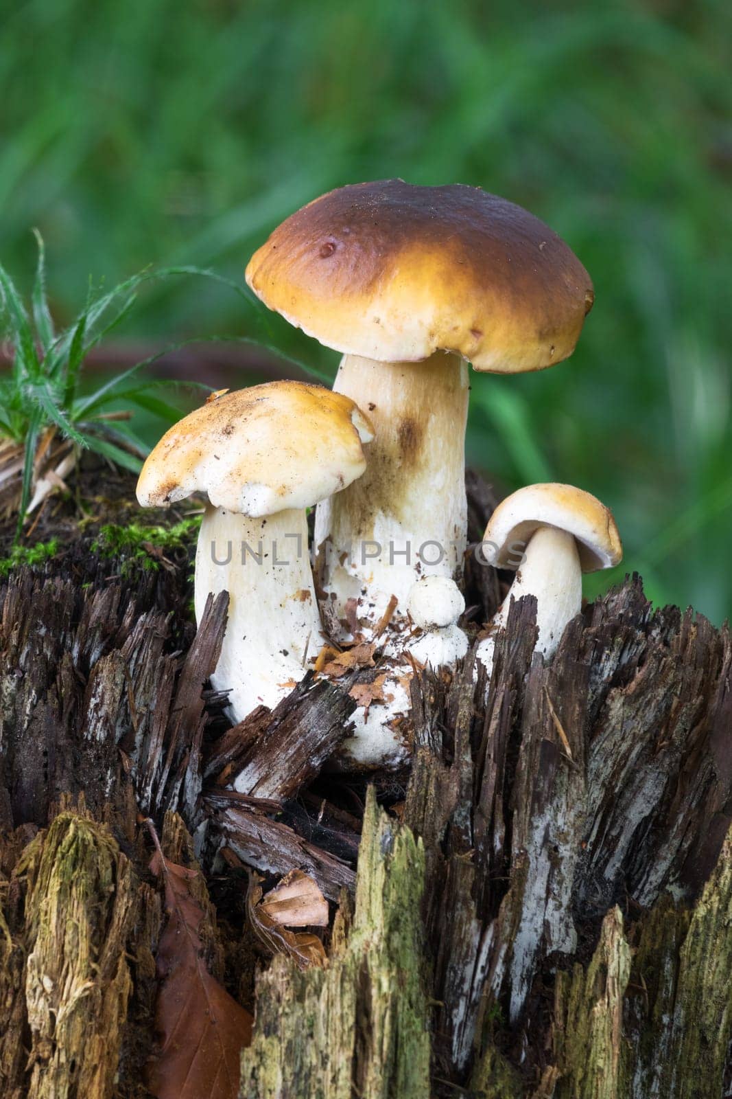 Porcini mushroom in the forest,close-up of the noble mushroom in autumn