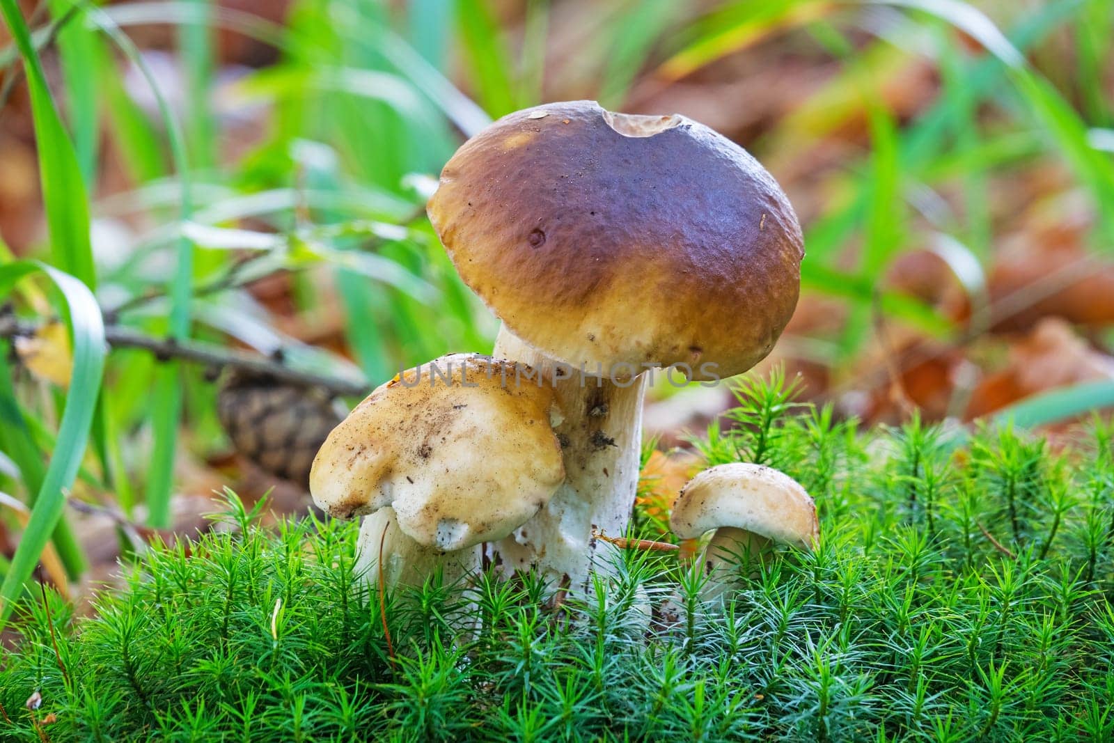 Porcini mushroom in the forest,close-up of the noble mushroom in autumn