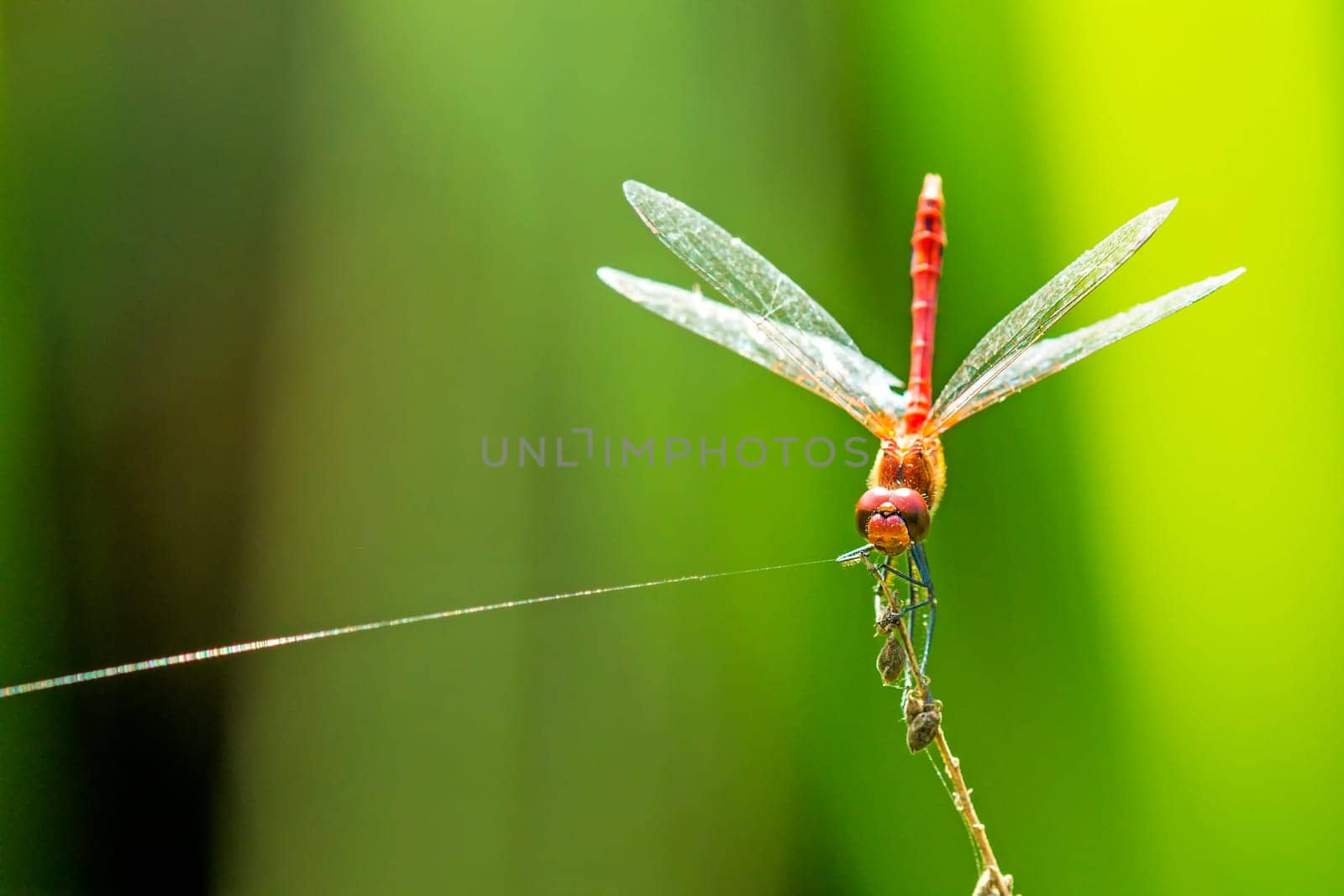 Blood-red heather dragonfly,Sympetrum sanguineum,male