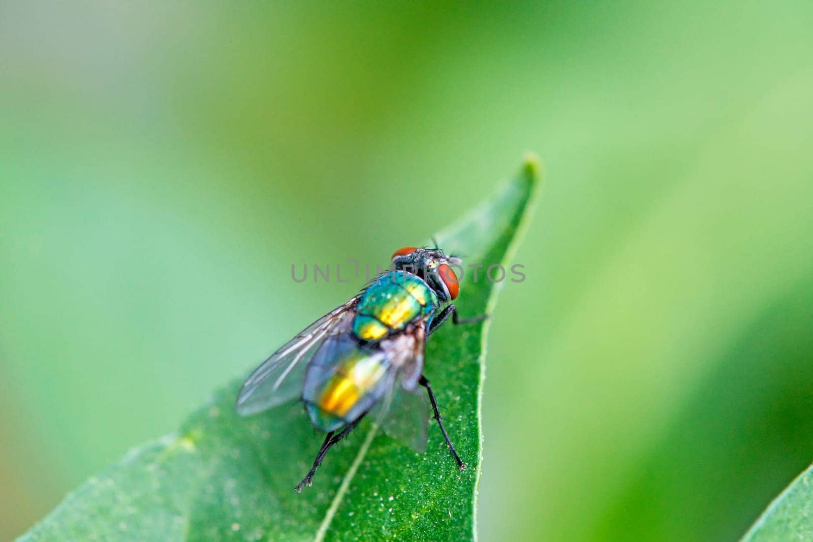 Imperial goldfly on leaf