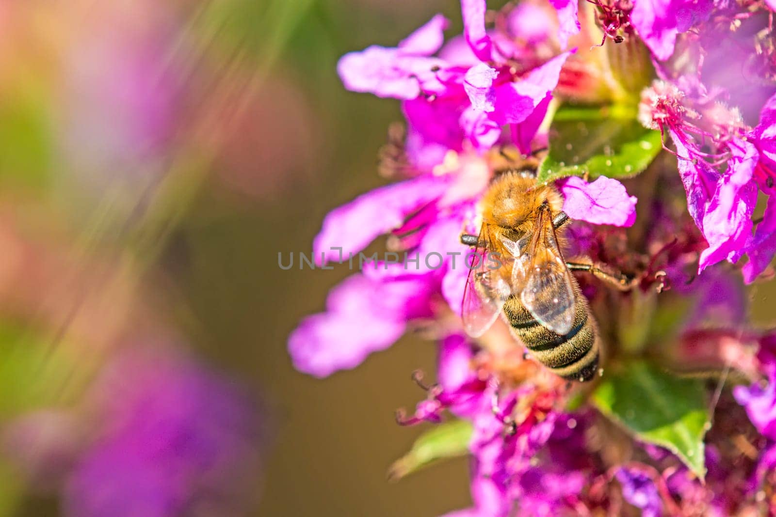 Bee on Blood Willow