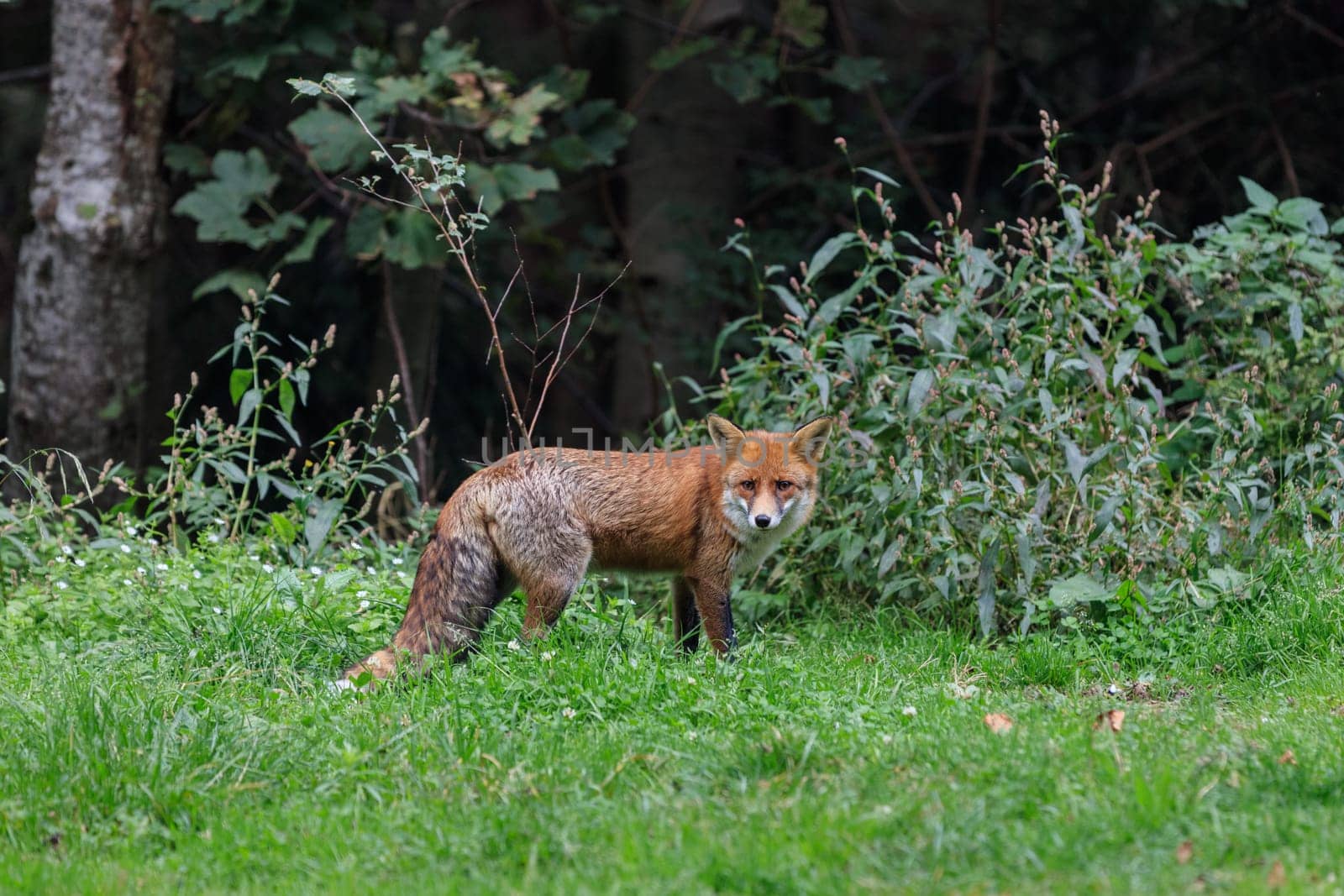 european red fox (vulpes vulpes) in Fagaras Mountains, Romania