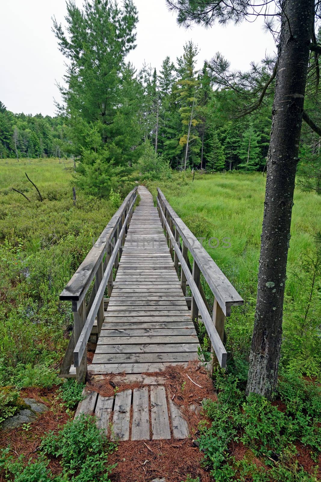 Boardwalk through a Forest Bog in Killarney Provincial Park in Ontario, Canada