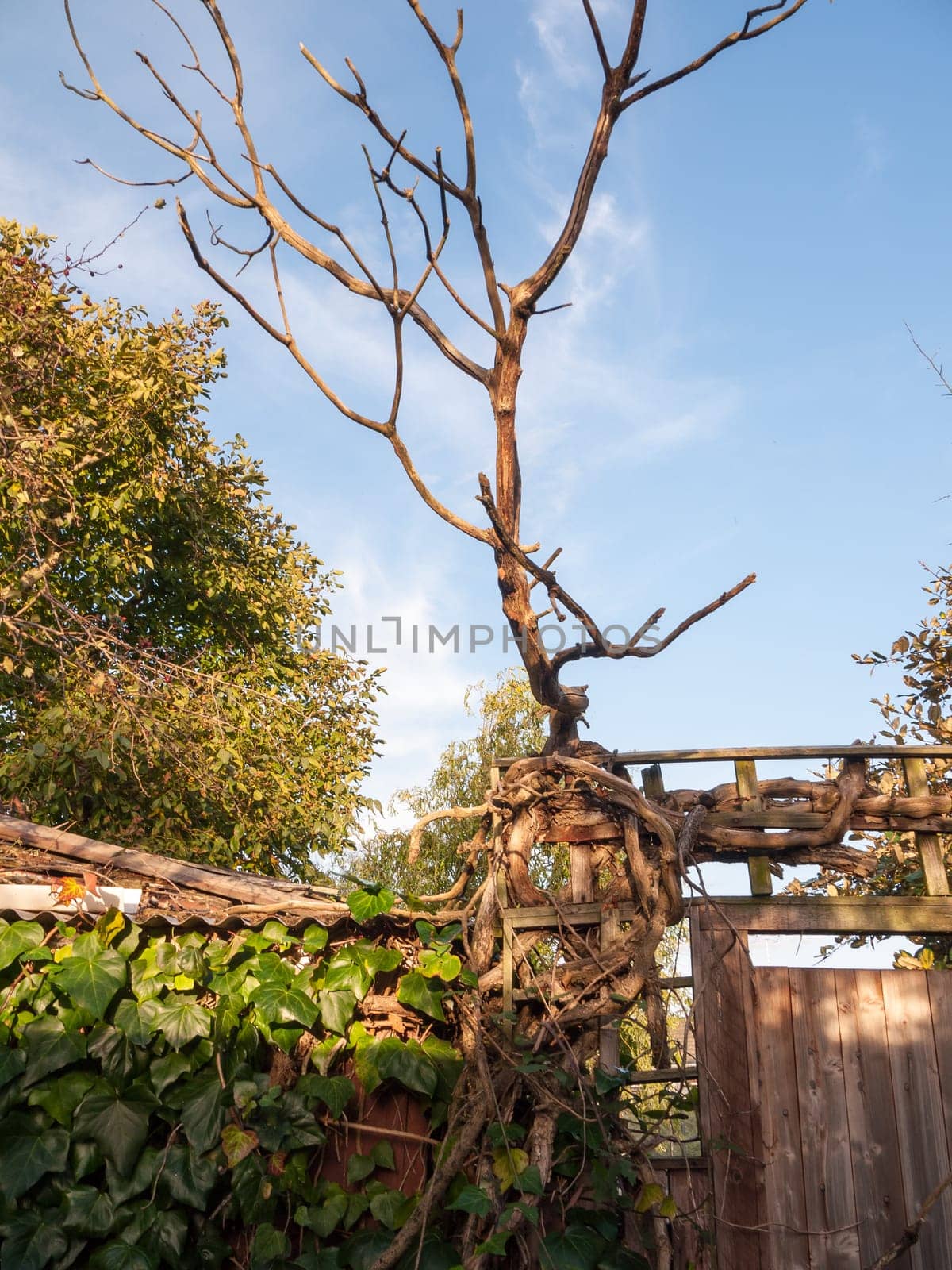 wonderful light coming through on bare branches autumn fence  Essex  England  UK