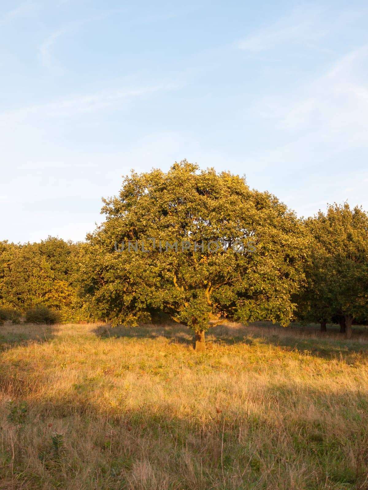 full green summer tree in grass field light by sun light sun set  Essex  England  UK