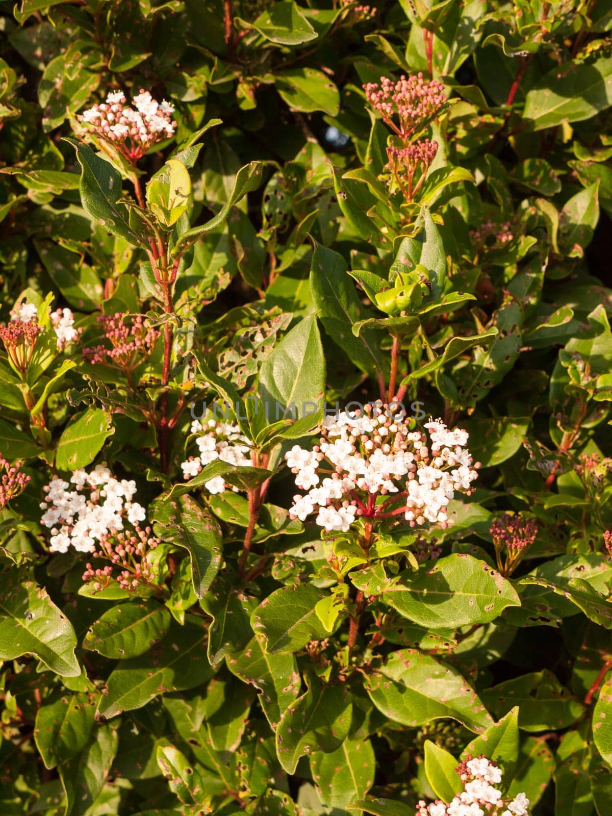 small white flowers up close soft light bush garden  Essex  England  UK