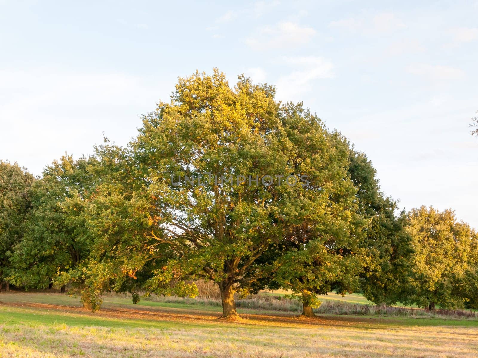 trees in field background sun light green pretty nature  Essex  England  UK