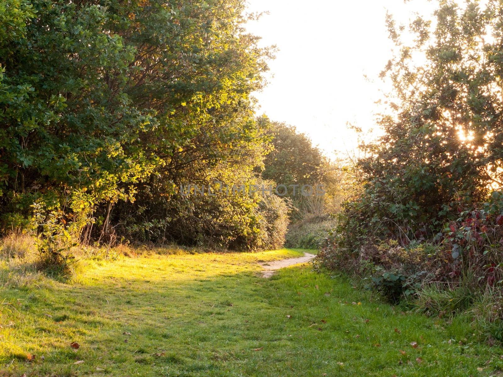 summer grass walk way through trees light bright no people  Essex  England  UK