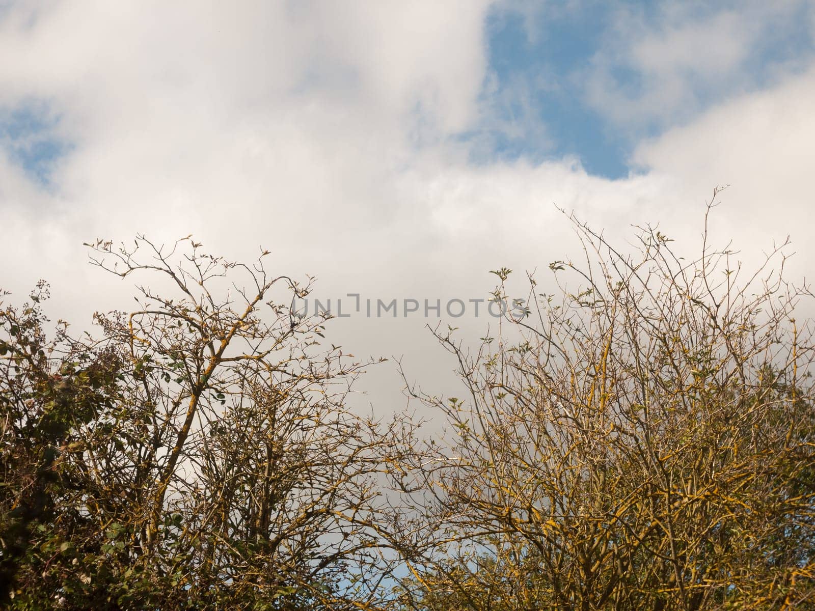 sky clouds blue scape tree tops branches bare  Essex  England  UK