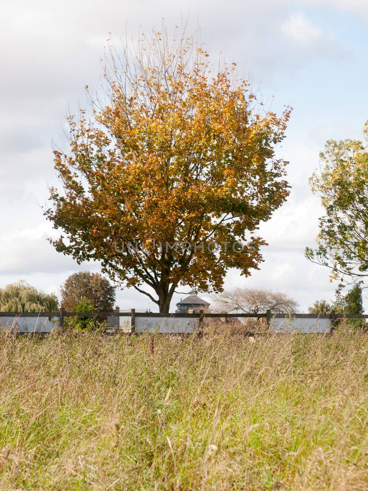 autumn tree behind fence of field county outside yellow leaves  Essex  England  UK