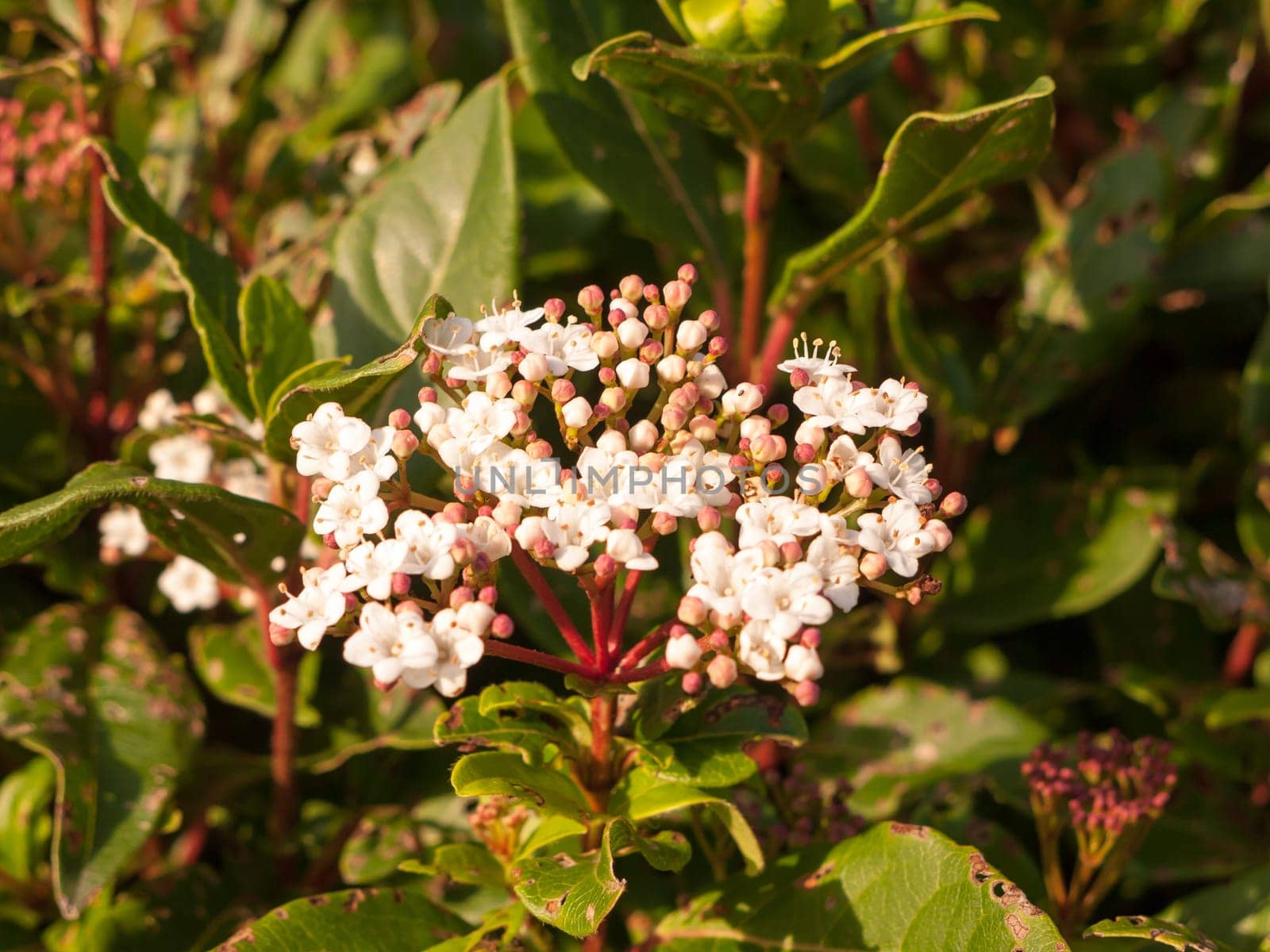 small white flowers up close soft light bush garden  Essex  England  UK
