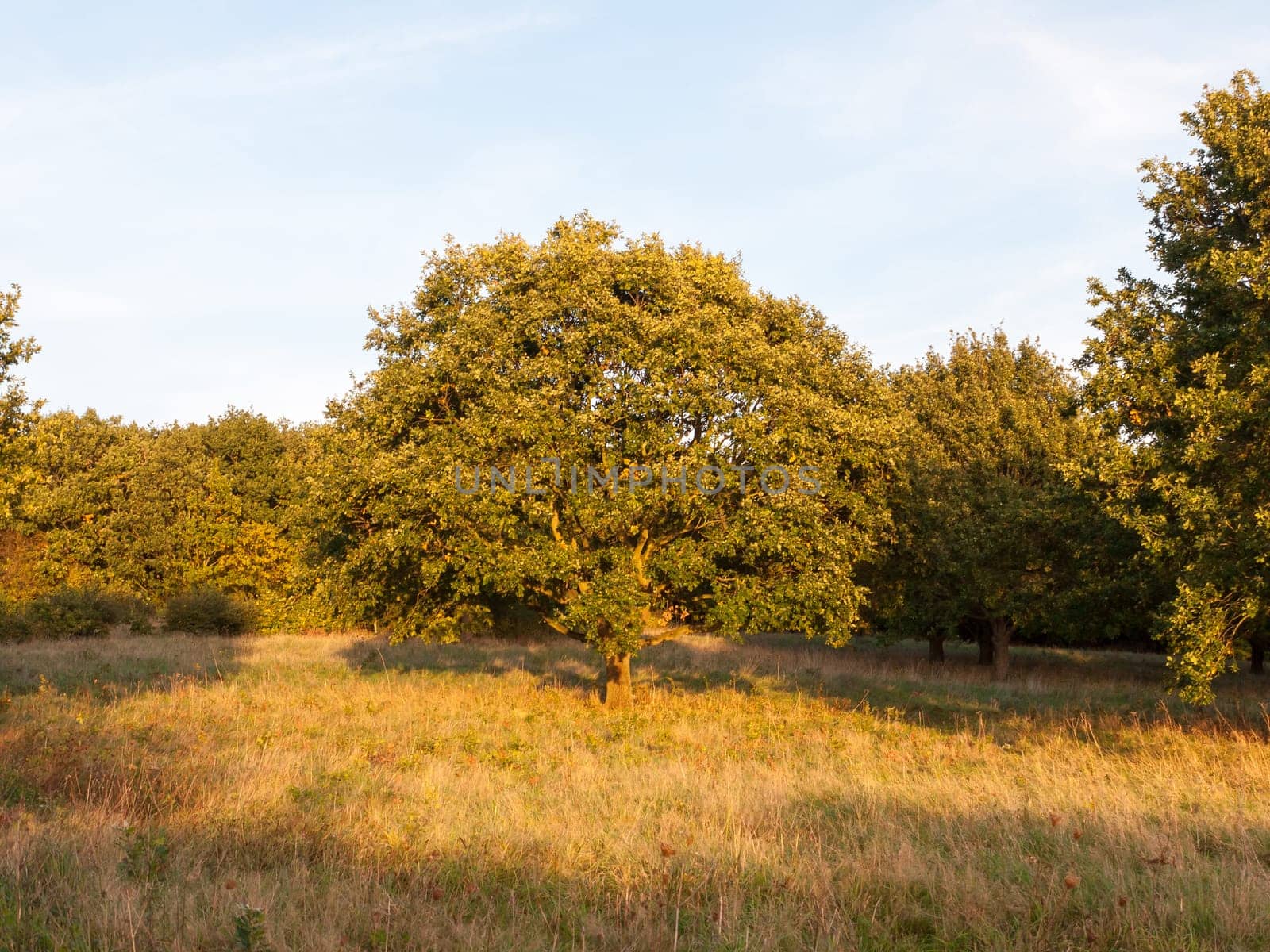 full green summer tree in grass field light by sun light sun set  Essex  England  UK