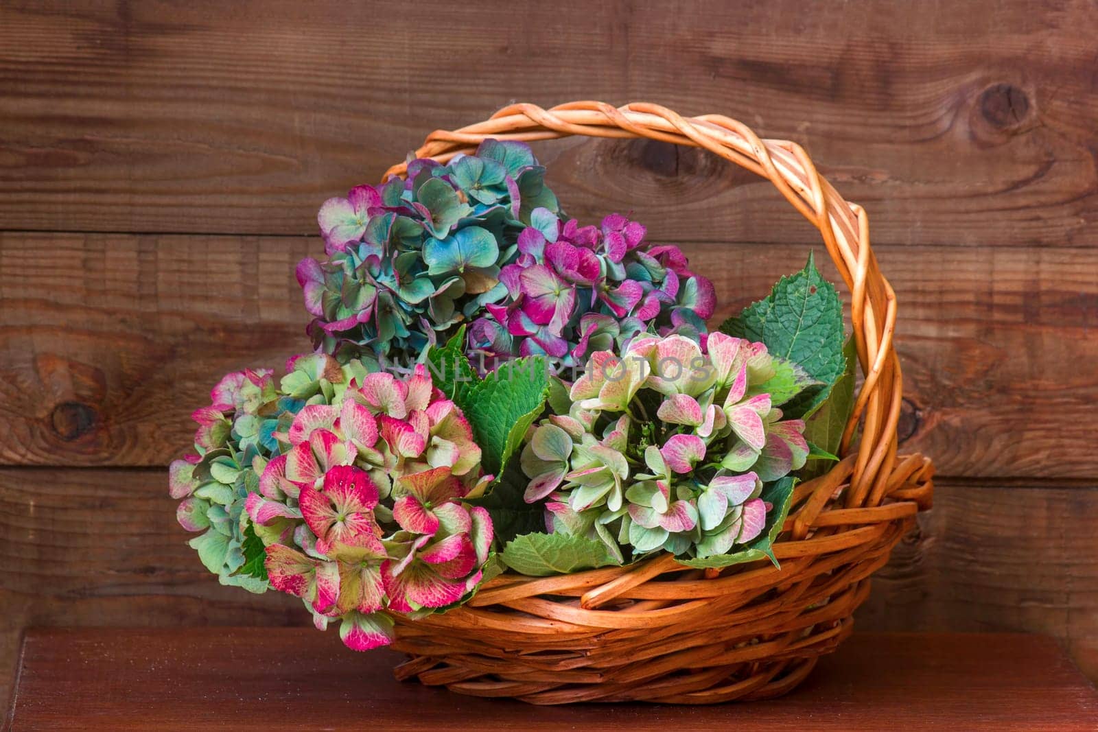 hortensia flowers, Hydrangea macrophylla, wooden background