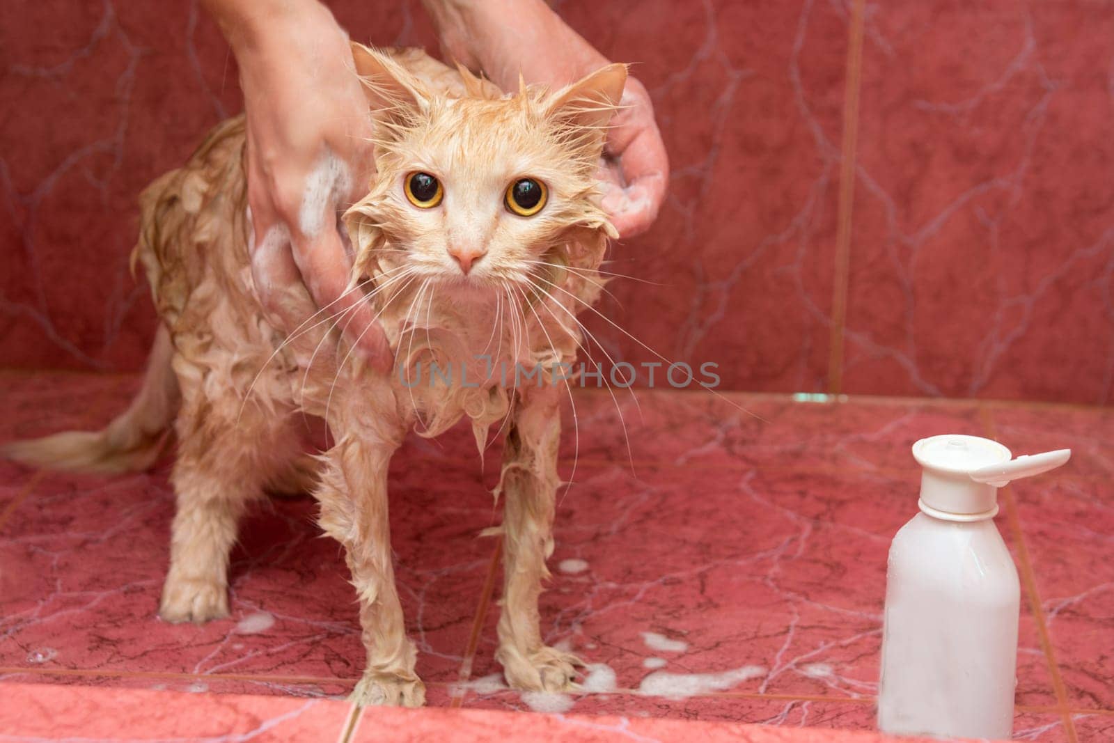 Homemade cat bathing in the bathroom