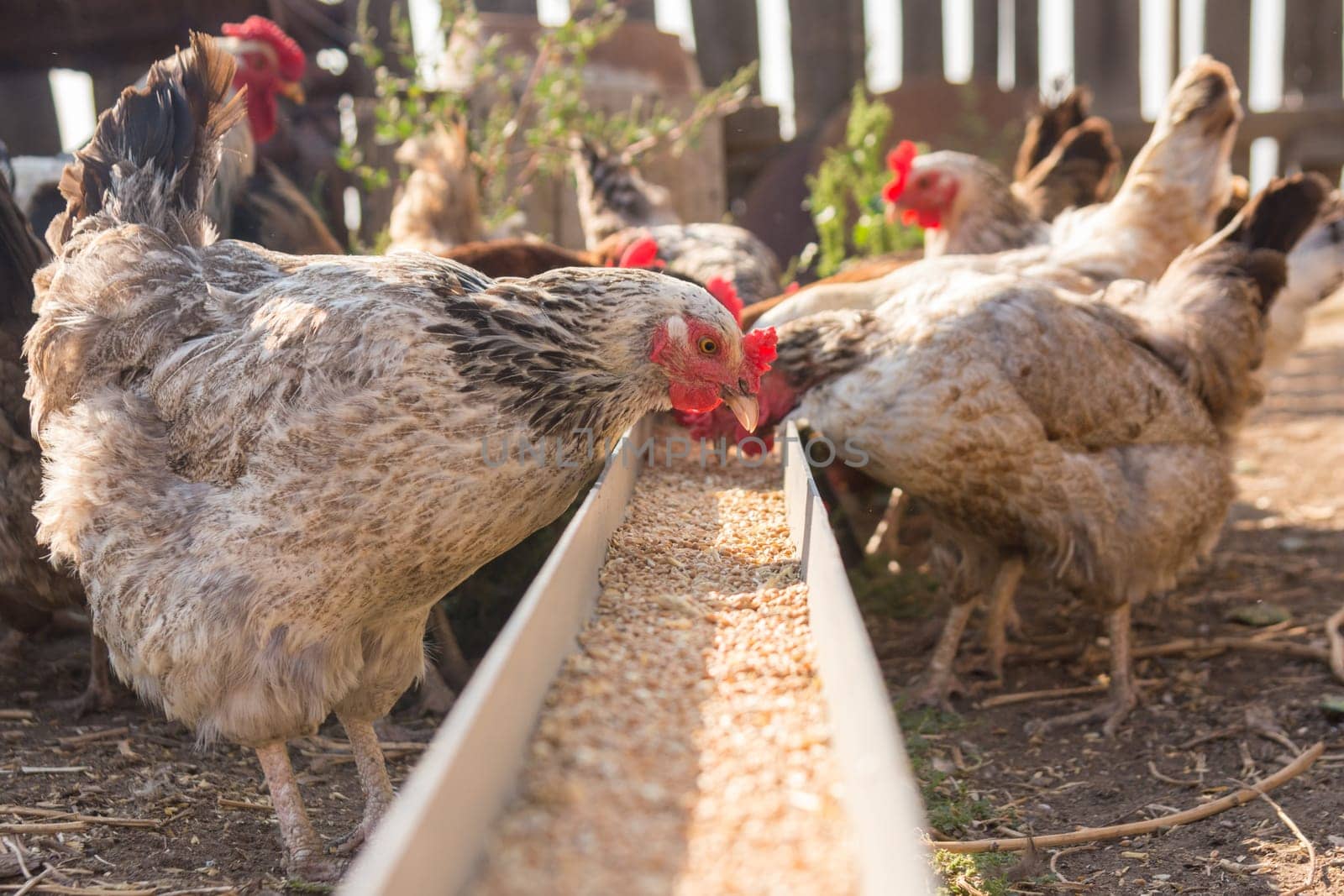 Domestic chickens in the aviary need food from the tray