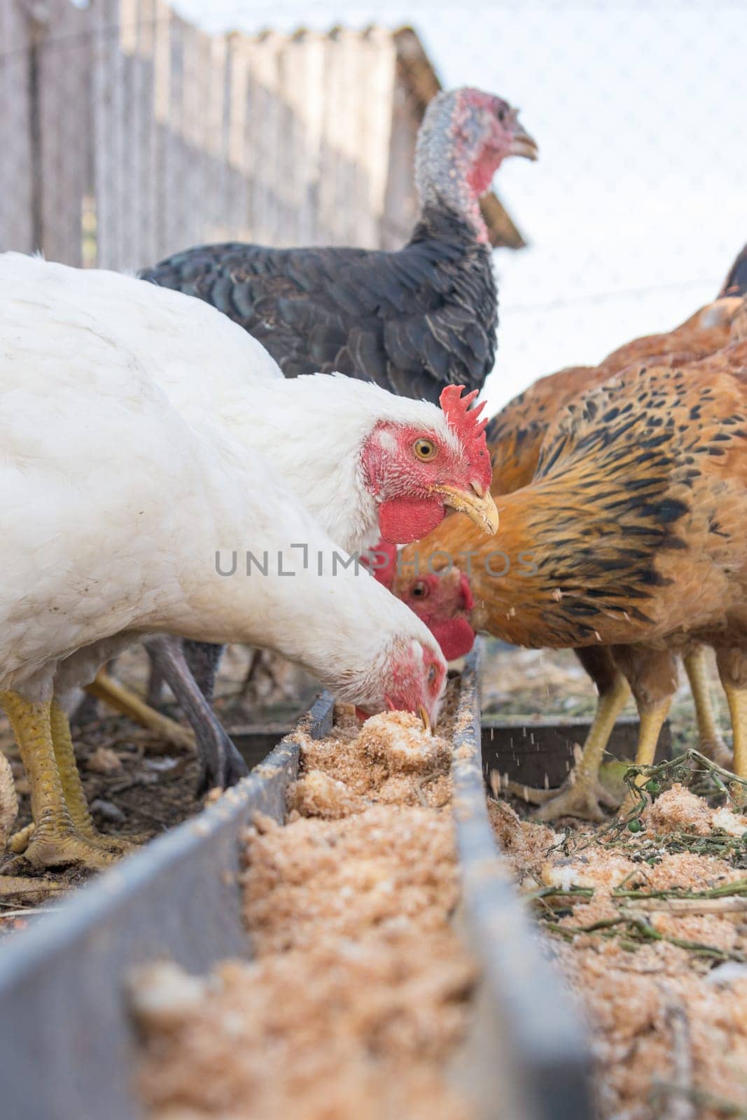 Feeding domestic turkeys and chicken