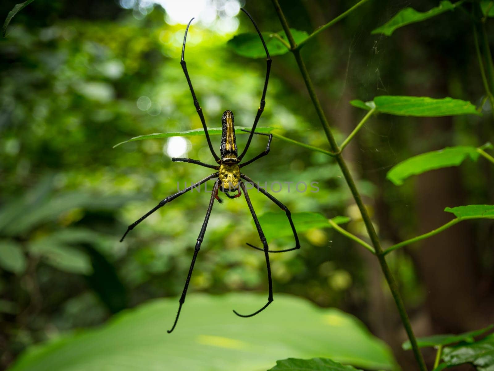 Spider on spider web in the forest.