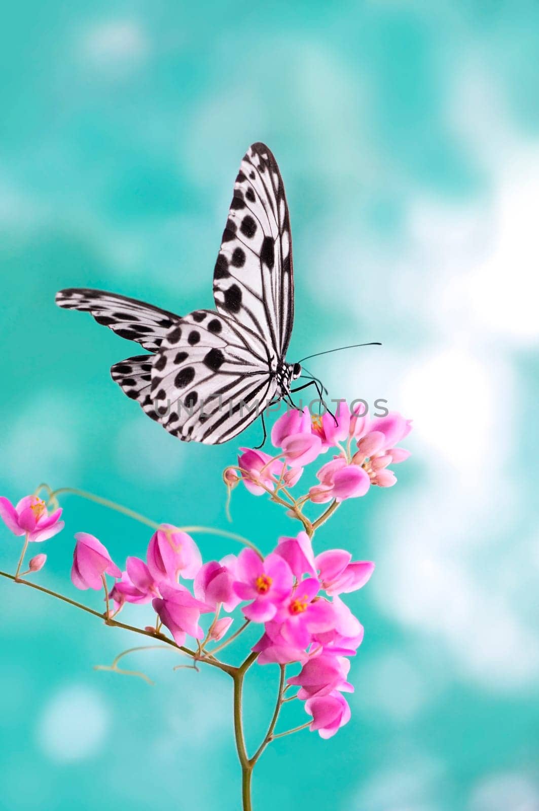 A Paper Kite Butterfly gripping on pink flower