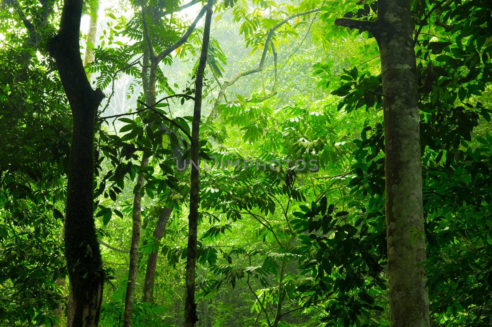 Tropical rain forest view in a morning