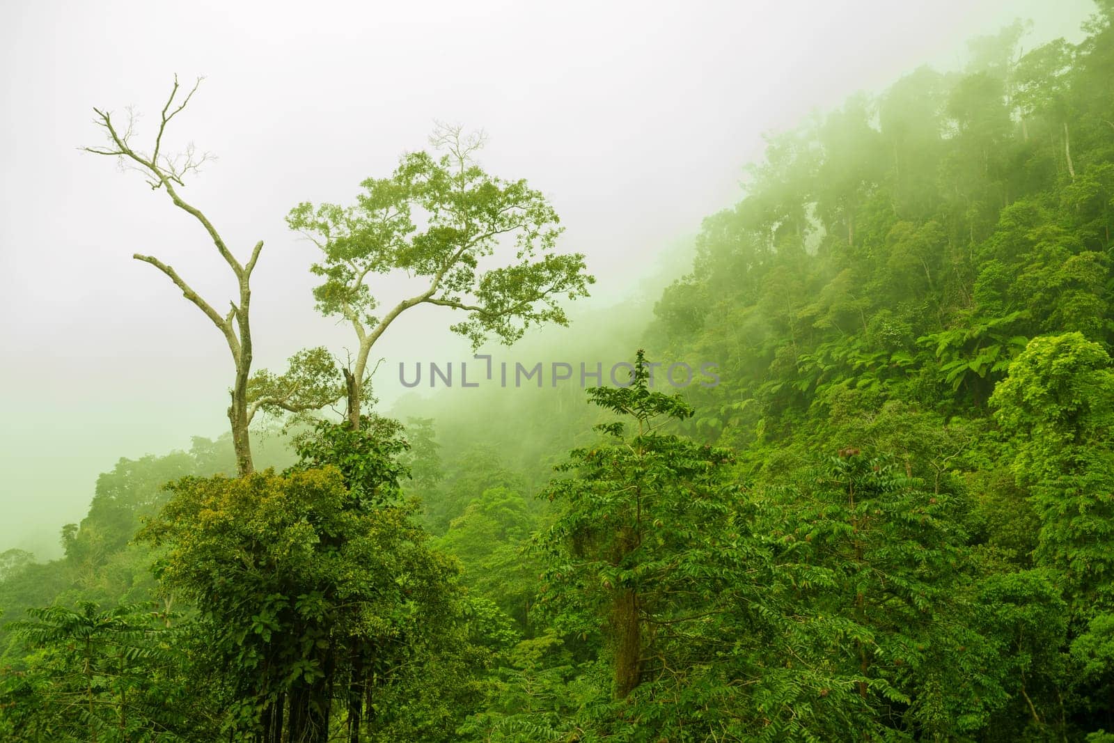 Mountain range view from peak in a foggy morning, tropical dense jungle.