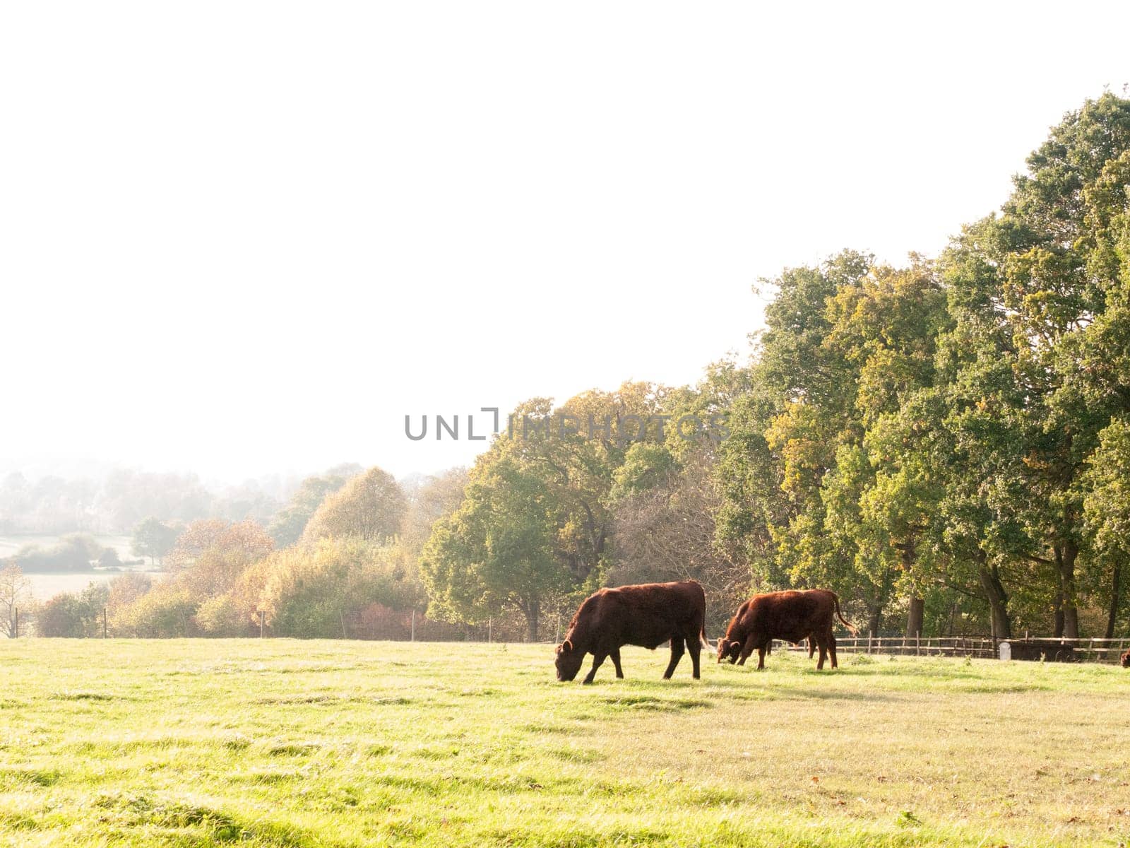 several brown dairy farm cows grazing in summer field  essex  england  uk