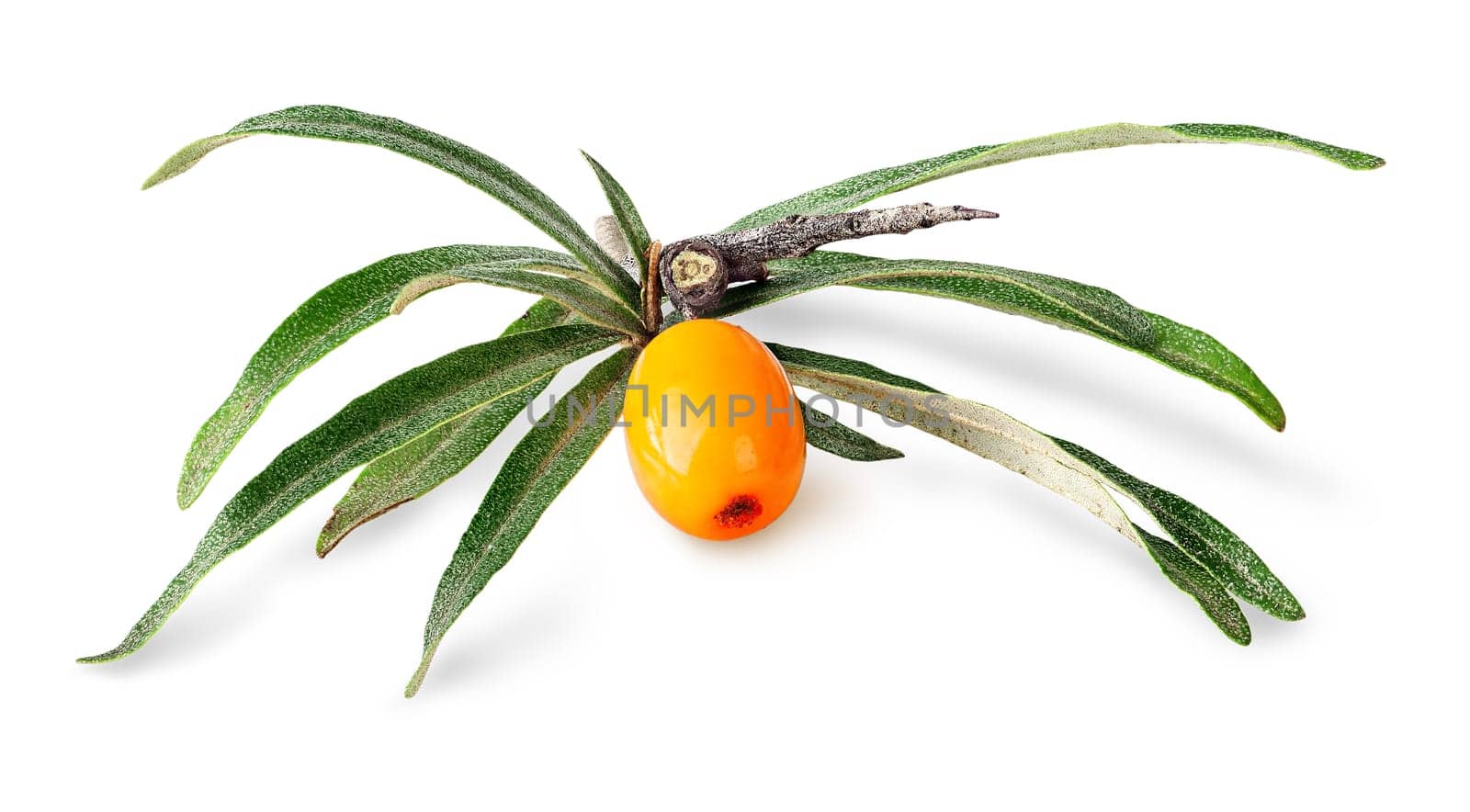 Sea buckthorn. Fresh ripe berry with leaves isolated on white background.