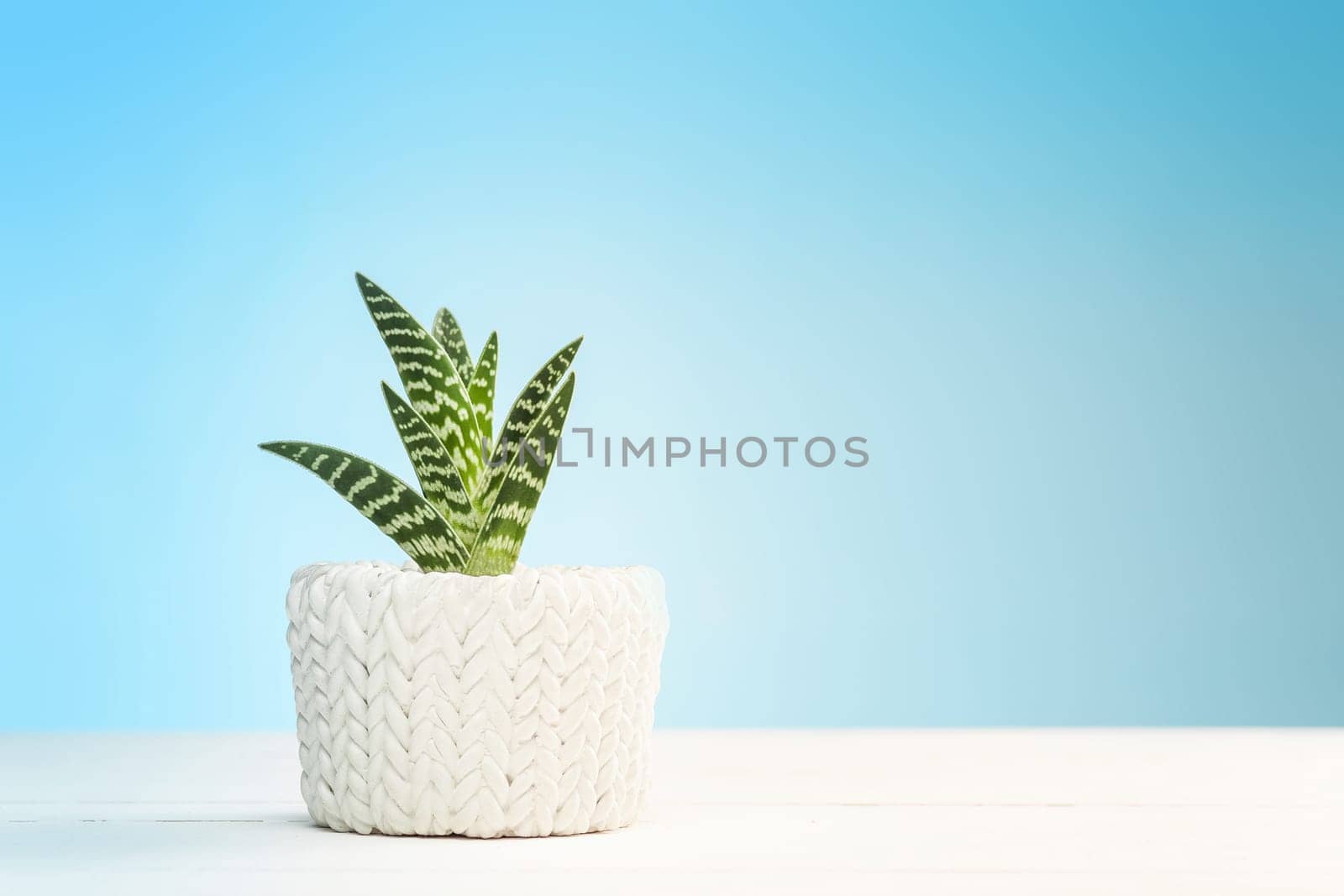 Agave in pot at studio on white table
