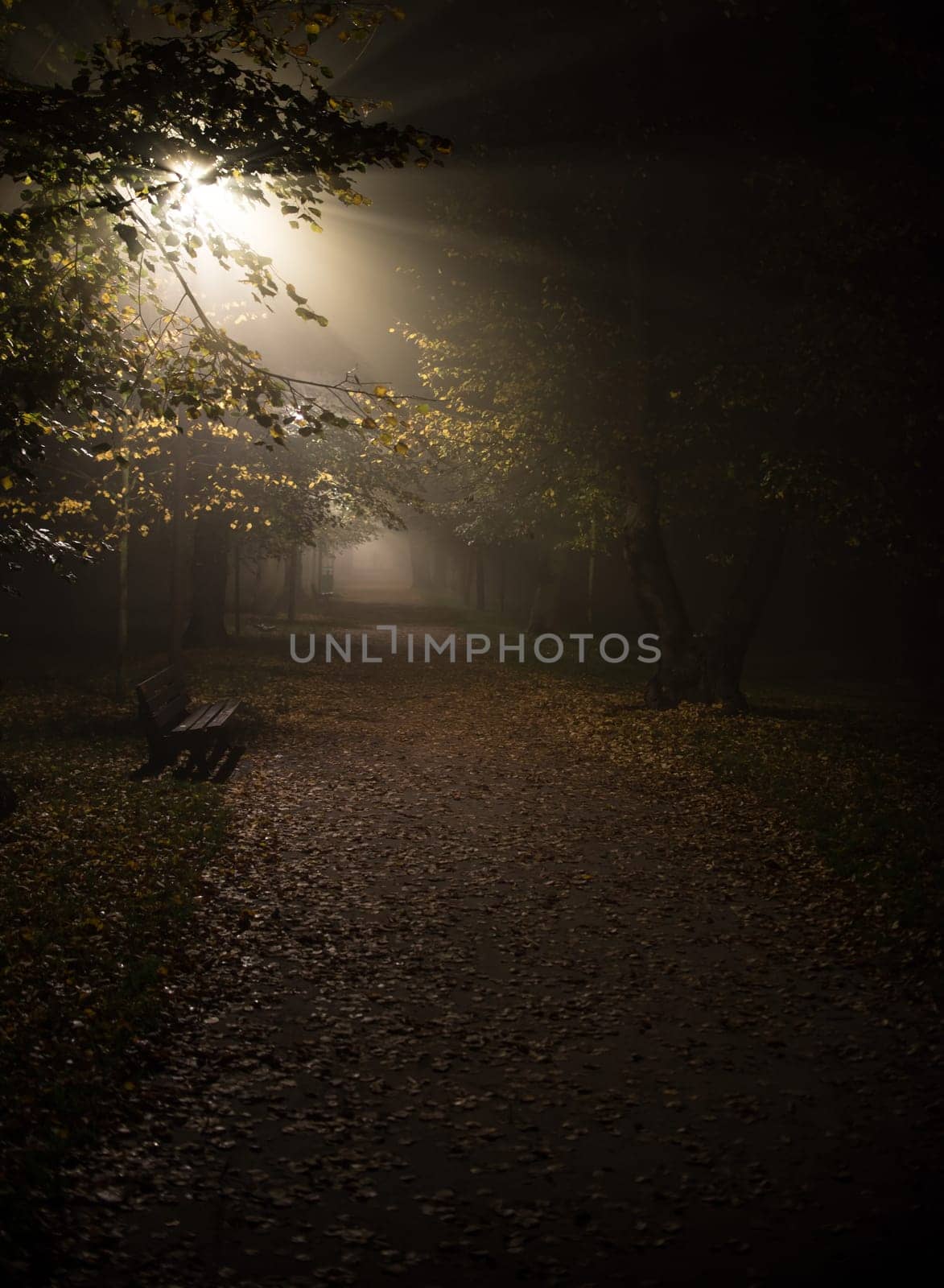 fog in the park,night,soft focus,high iso
