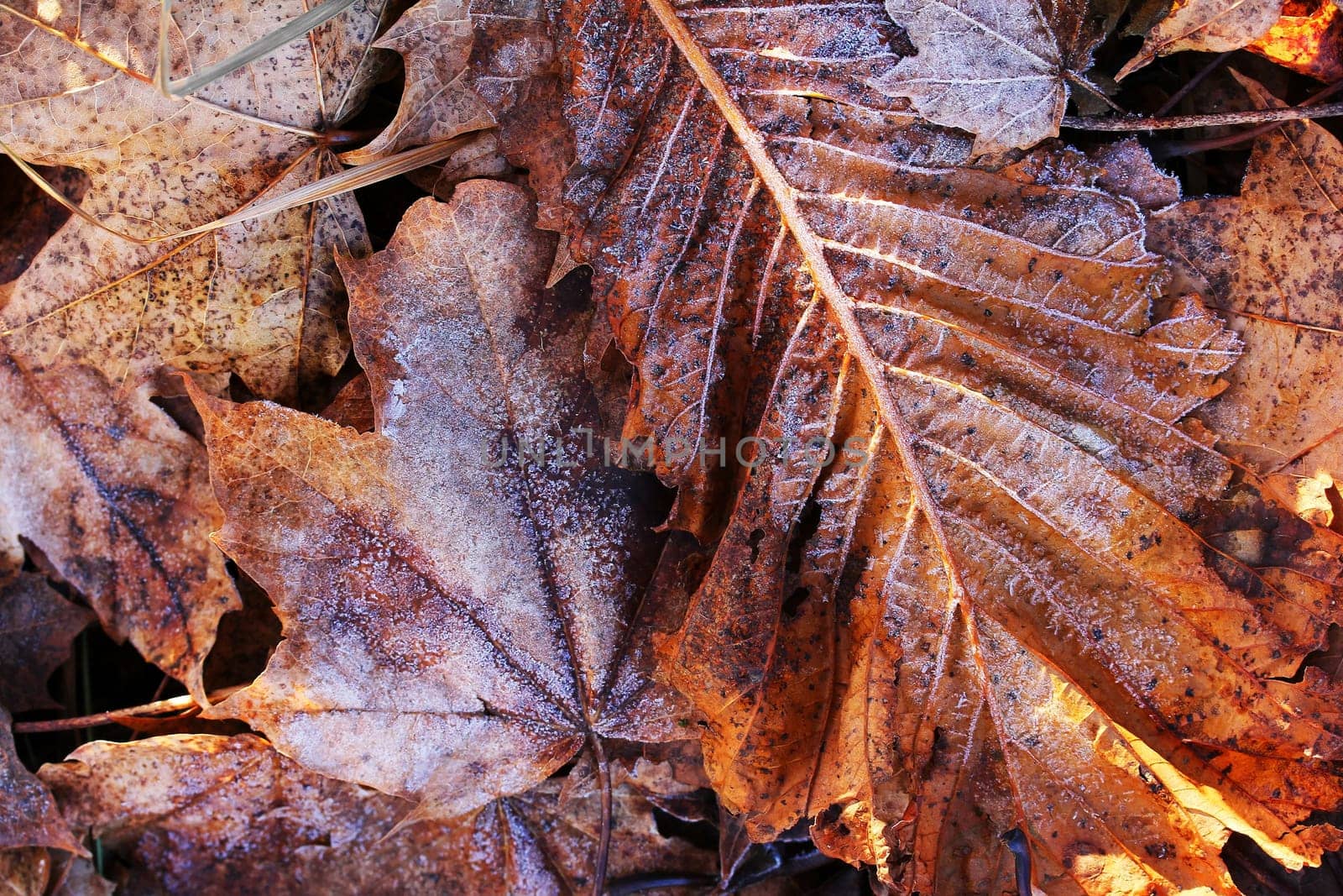 Hoarfrost on autumn leaves. Ground frost in autumn and winter