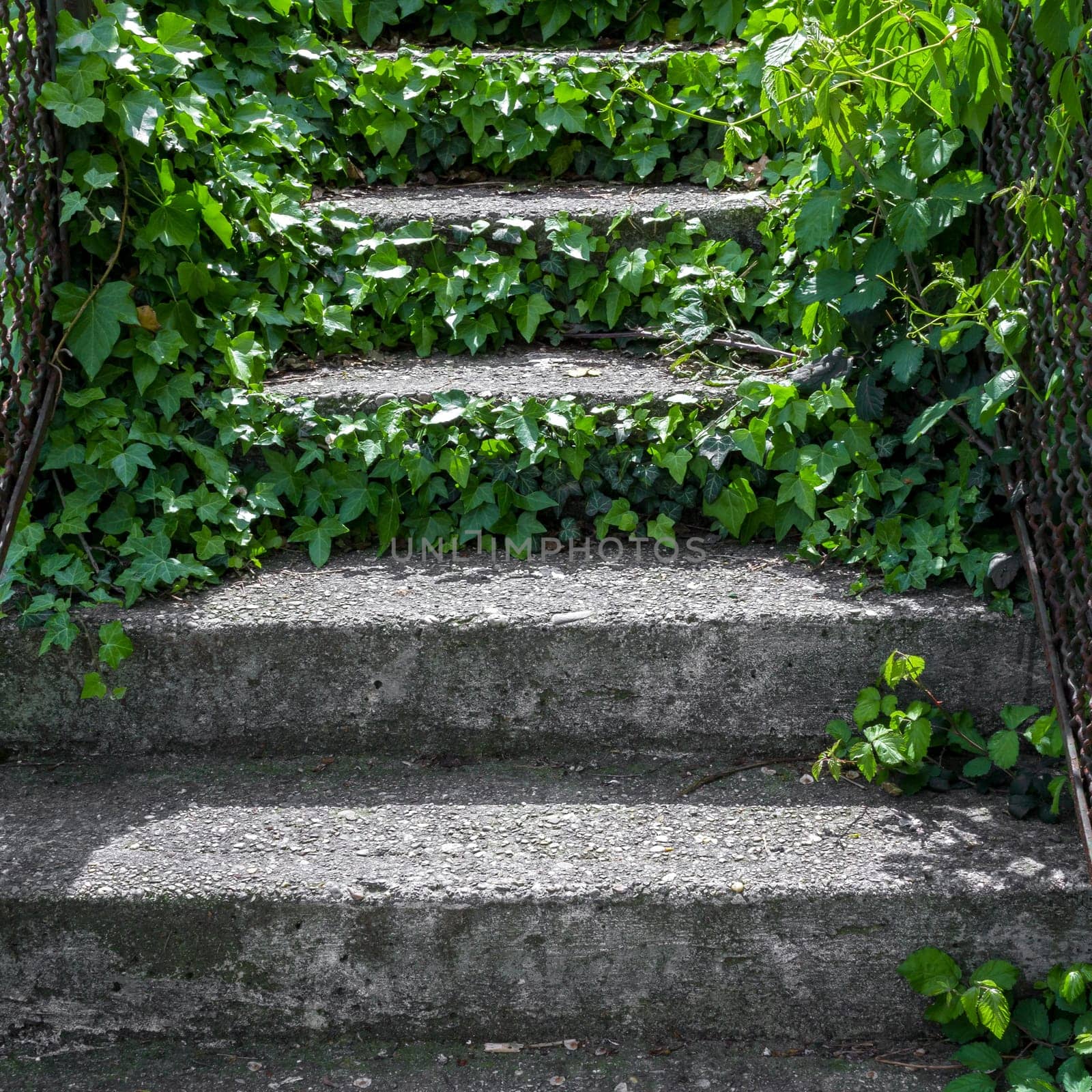 Cement stair partially covered by plants