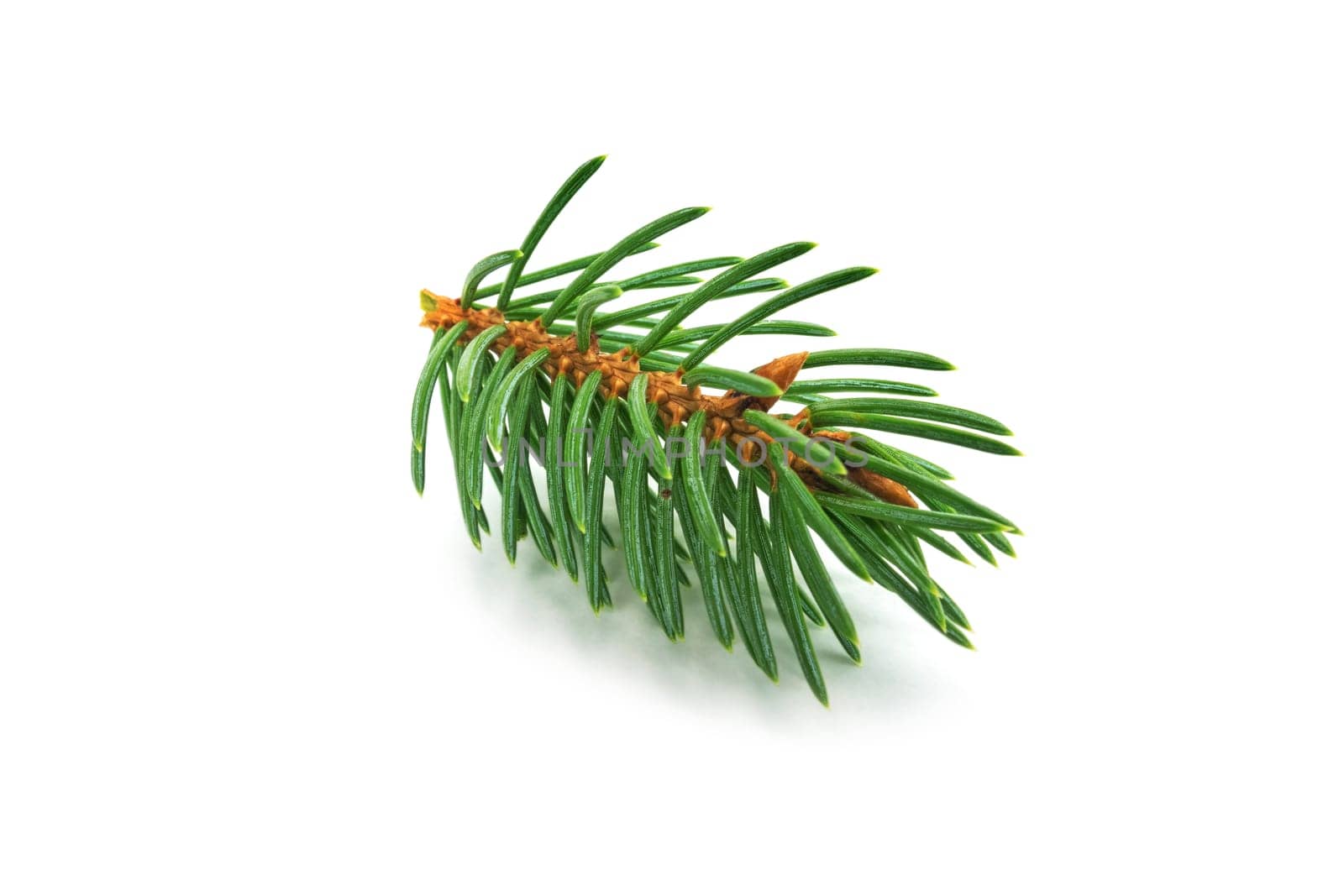 Fir branch,close-up of Christmas decorations on a white background