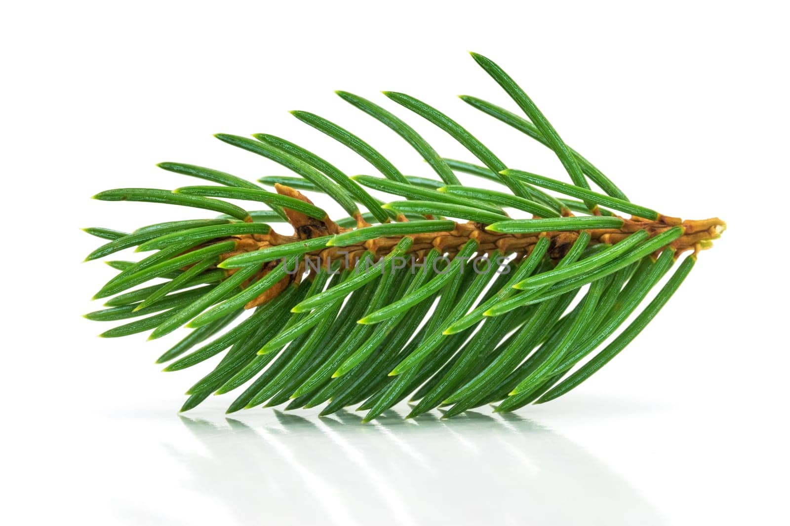 Fir branch,close-up of Christmas decorations on a white background