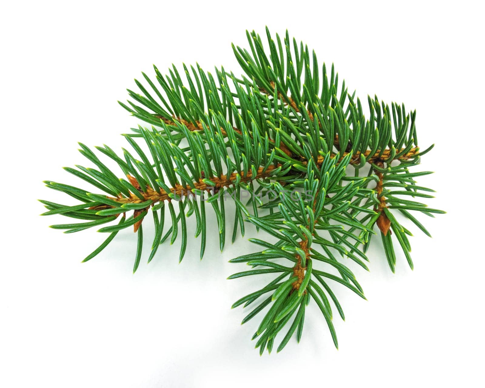 Fir branch,close-up of Christmas decorations on a white background