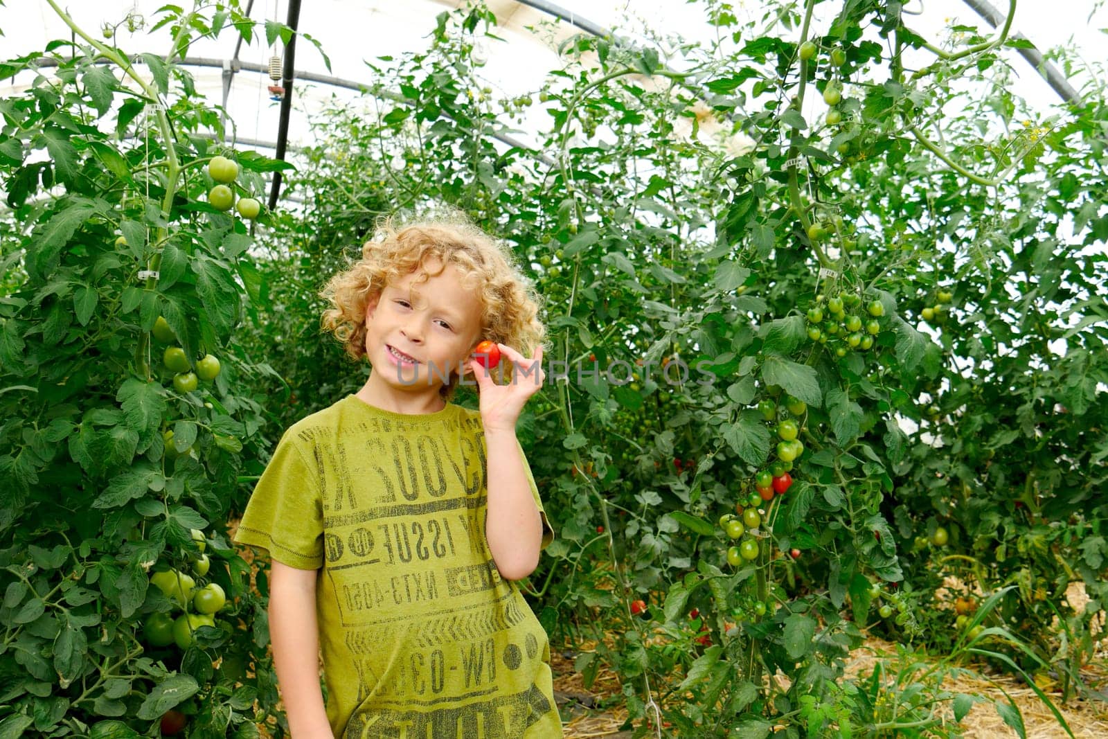 a little blond boy picking tomatoes in the garden