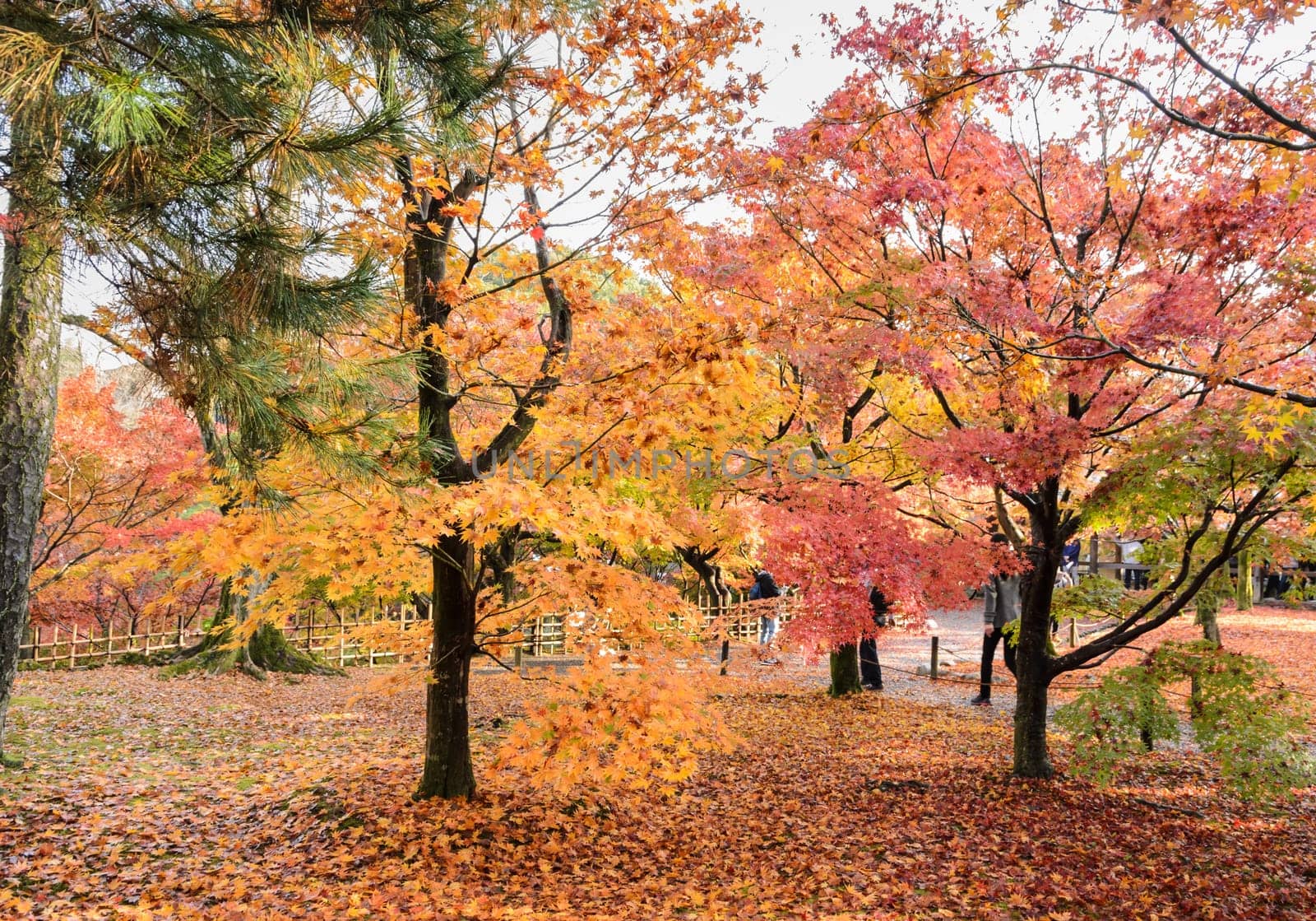 Autumn maple garden at peak color leaves at Tofukuji temple in Kyoto, Japan