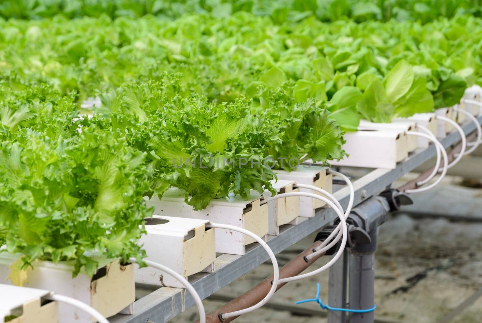 Hydroponic Fillie Iceburg leaf lettuce vegetables plantation in aquaponics system