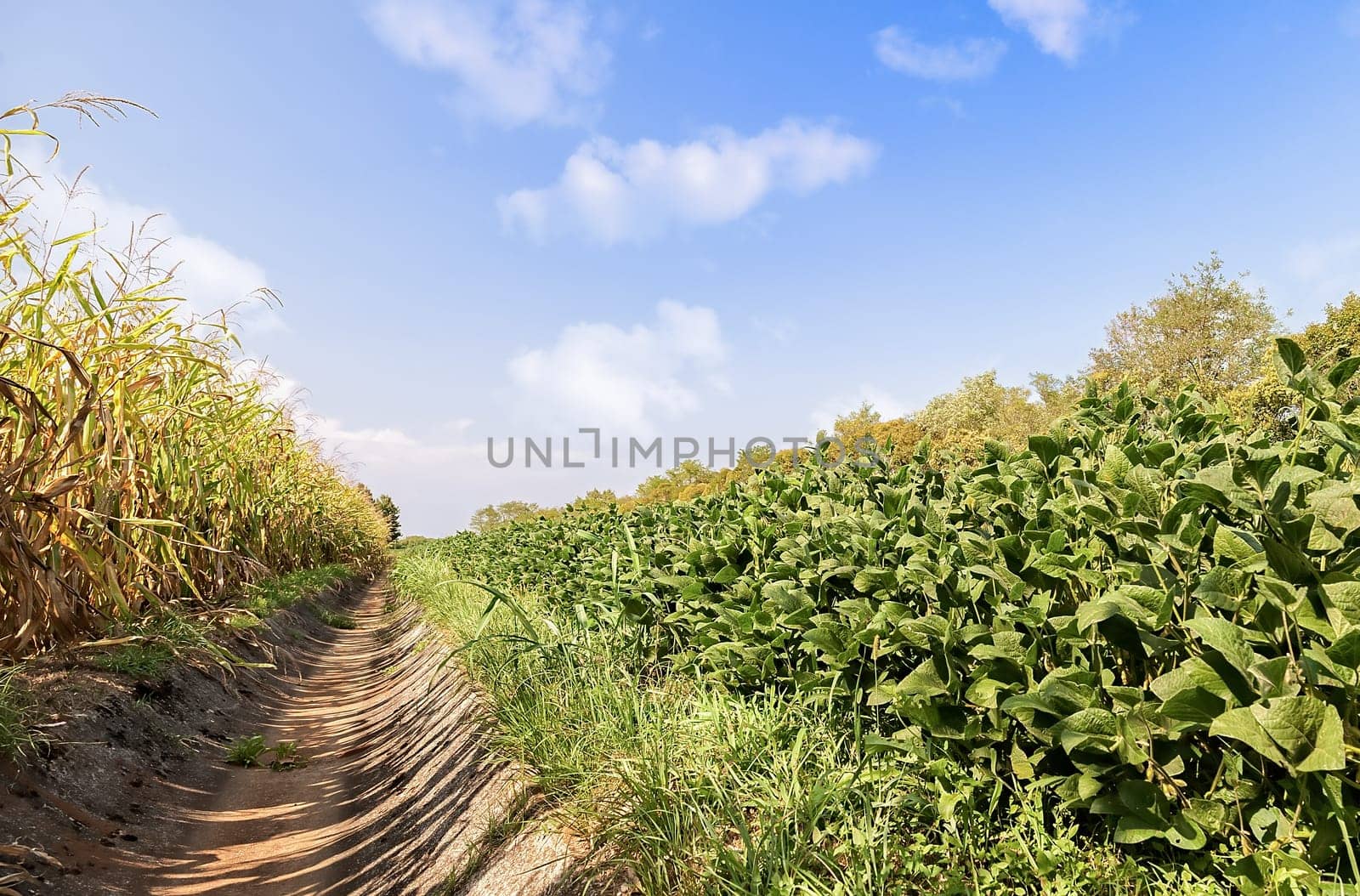 Soybeans and corn fields separated by an irrigation canal.