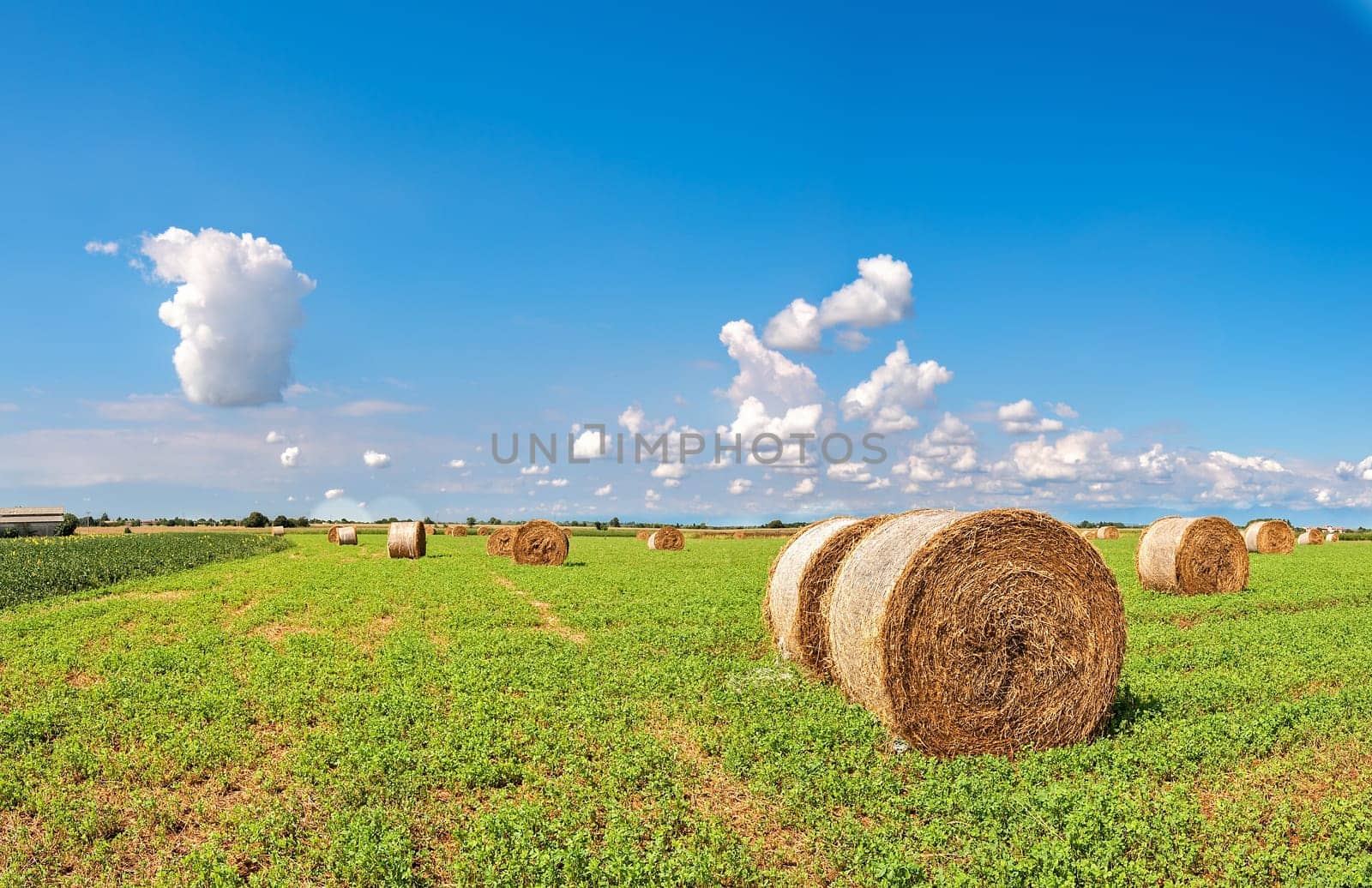 Round hay bales in harvested field and blue sky with clouds. Countryside panorama.
