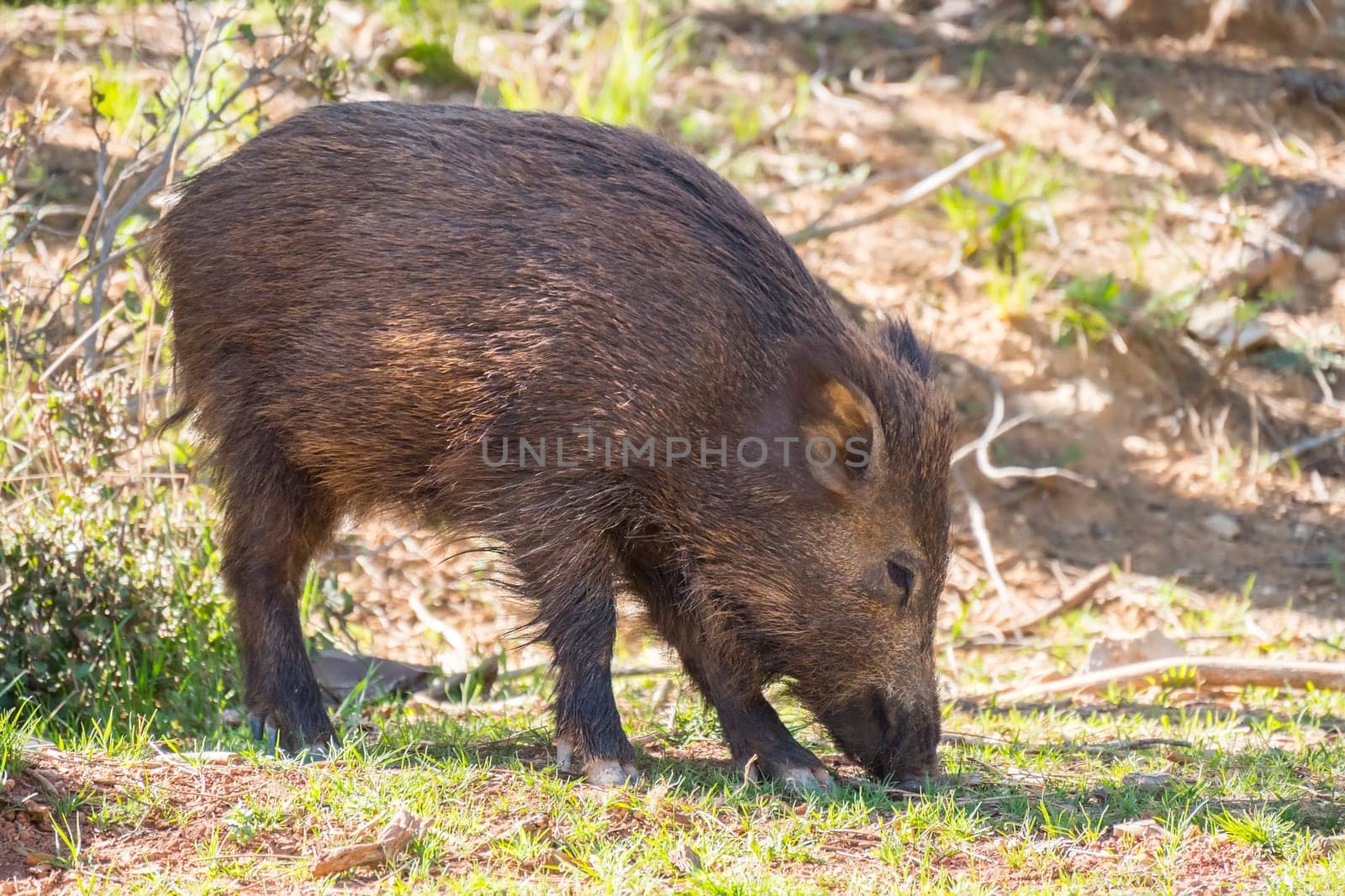 Wild boar in the forest, Cazorla, Jaen, Spain