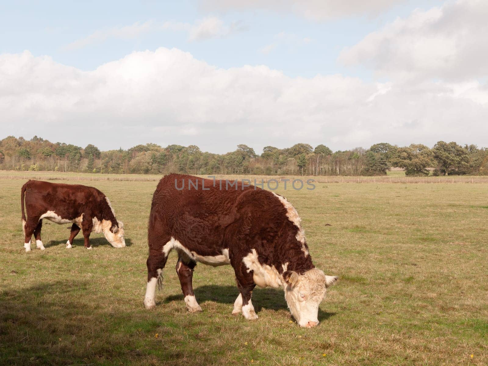 brown and white cow grazing on green pasture field farm dairy  essex  england  uk