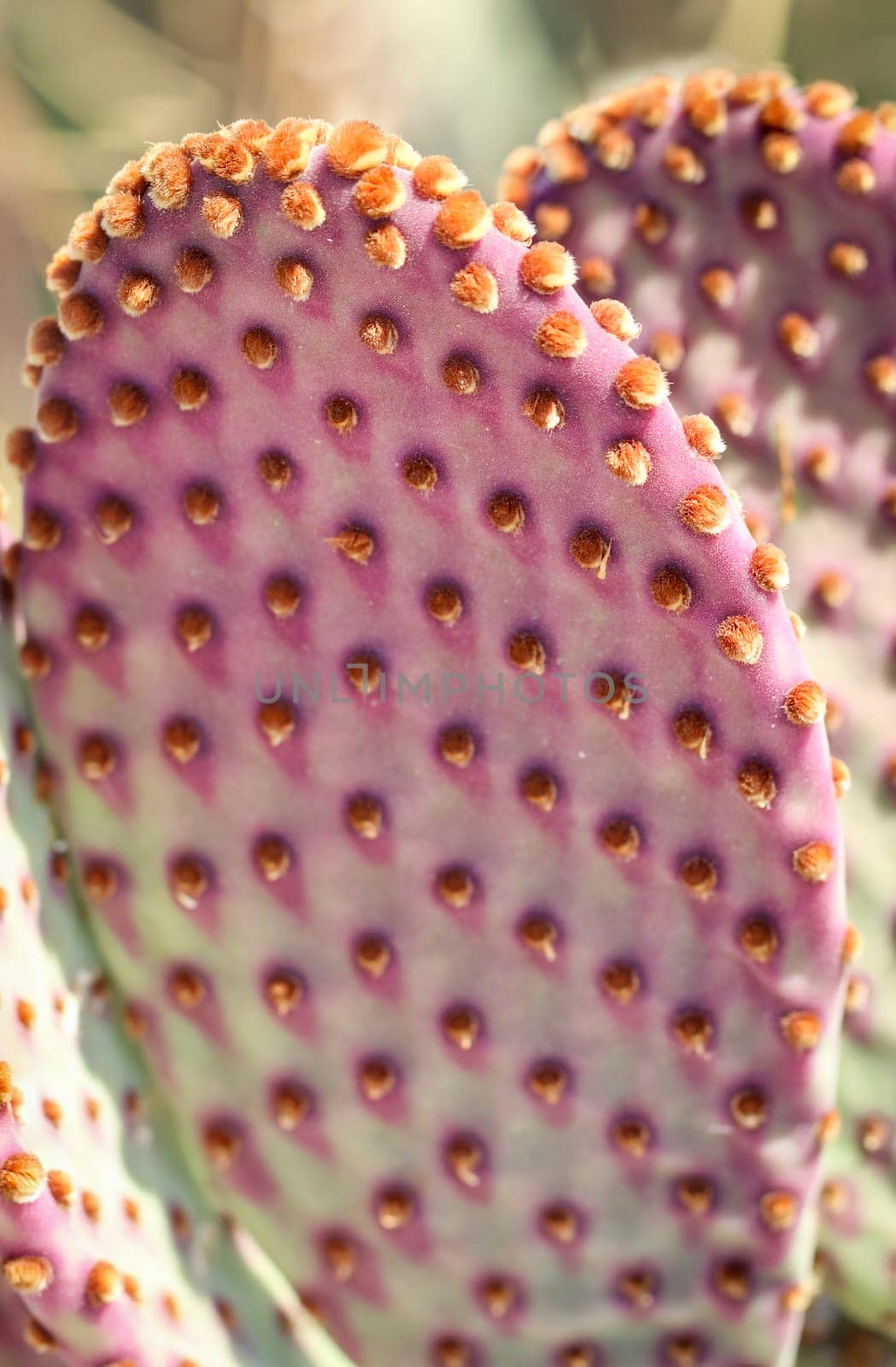 Detail of a cactus