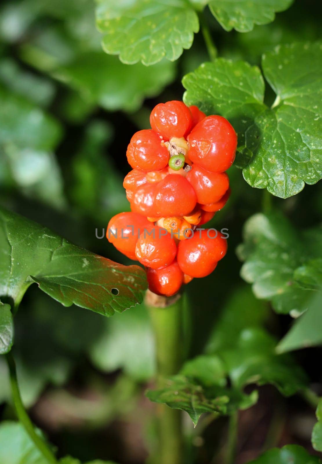 Aronstab,(Araceae),poisonous plant
