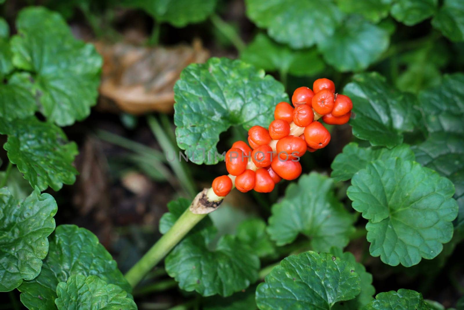 Aronstab,(Araceae),poisonous plant