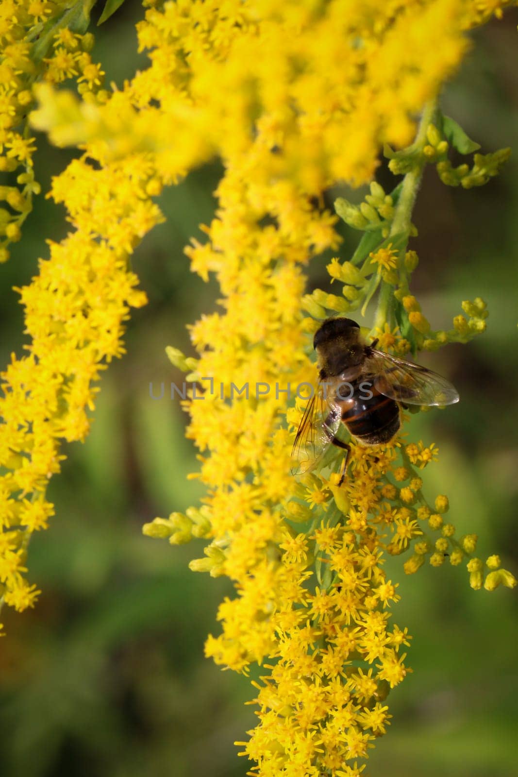 Bee pollinating