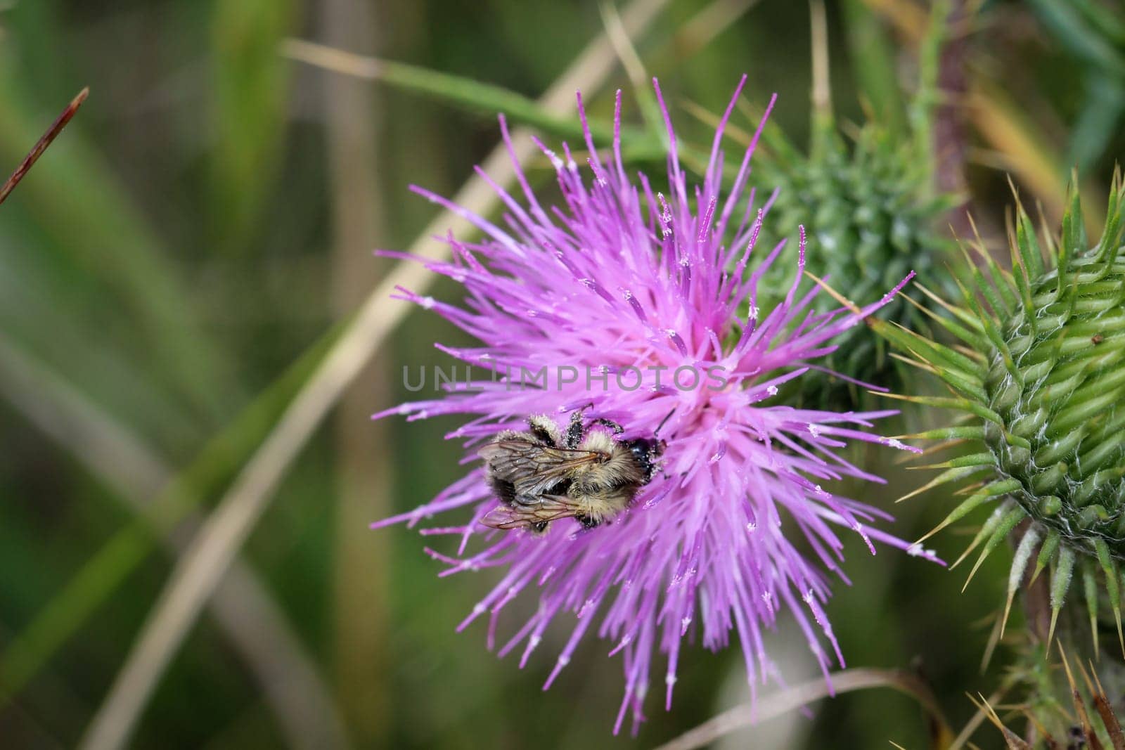 Bee pollinating a diestel flower
