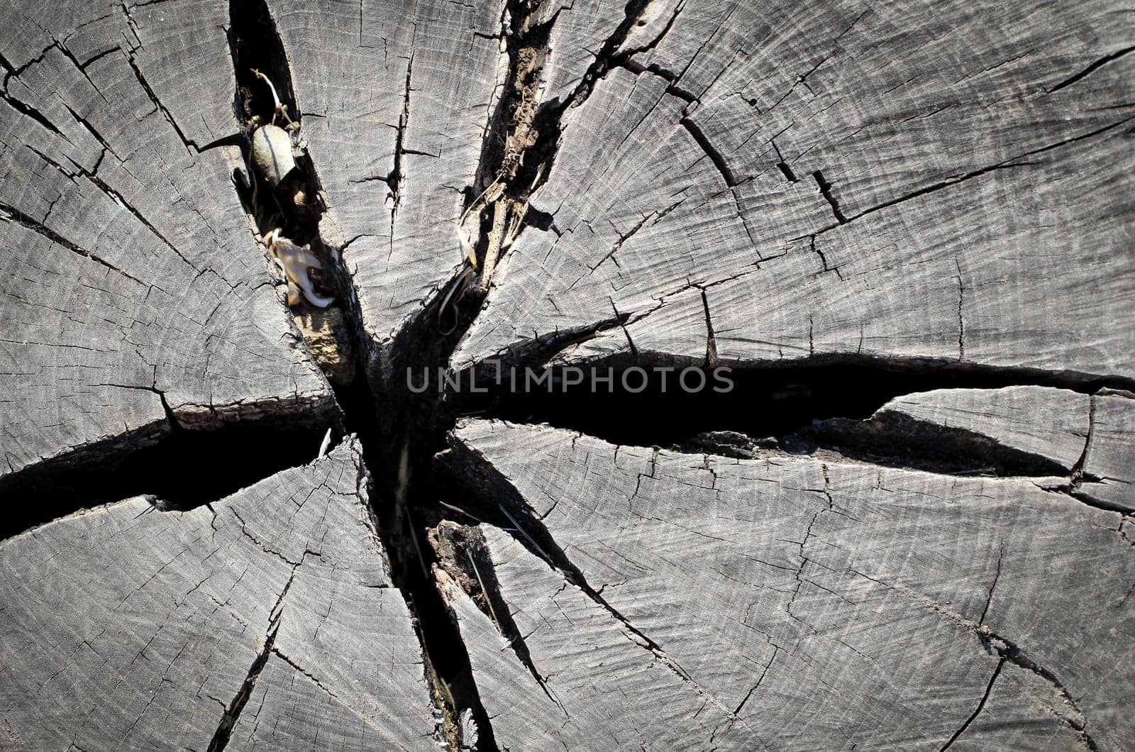 Wood texture