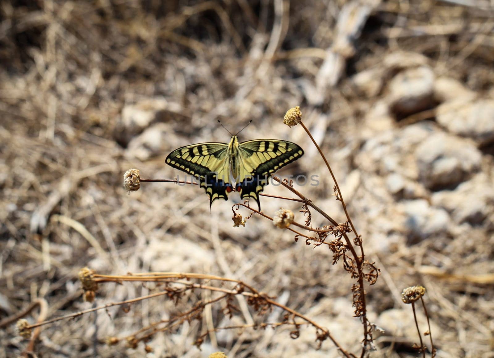 Swallowtail,Butterfly,Pupa,Caterpillar