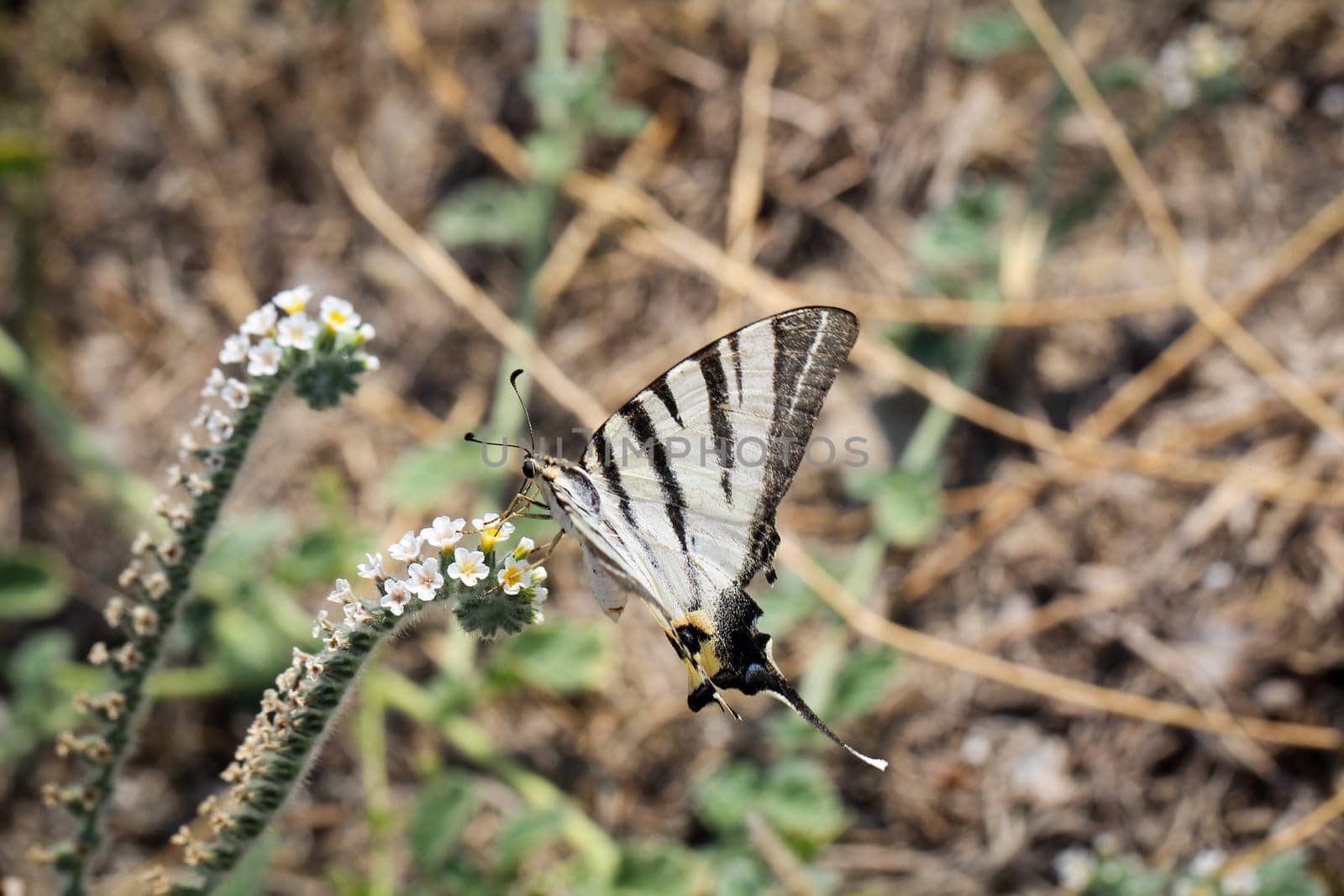 Butterfly,Butterfly,Pupa,Caterpillar