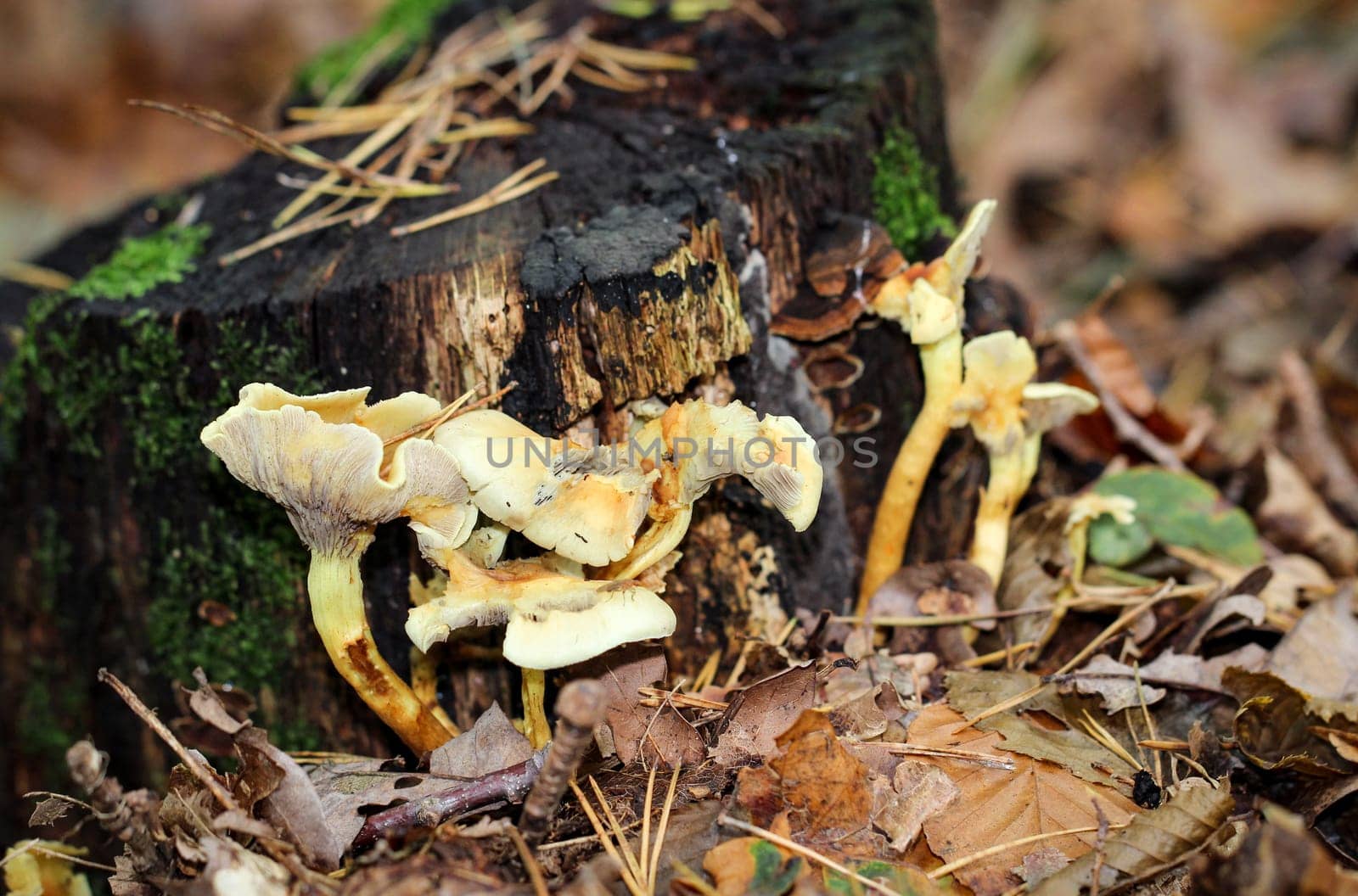 Mushroom,mushrooms on the forest floor
